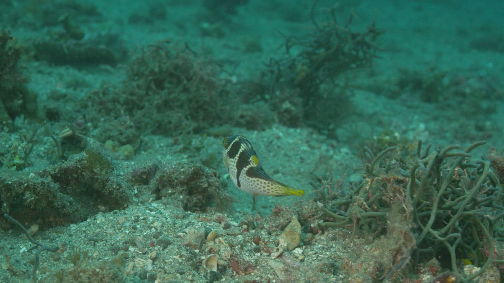 929305532 / Acanthopterygii / Pacific Ocean