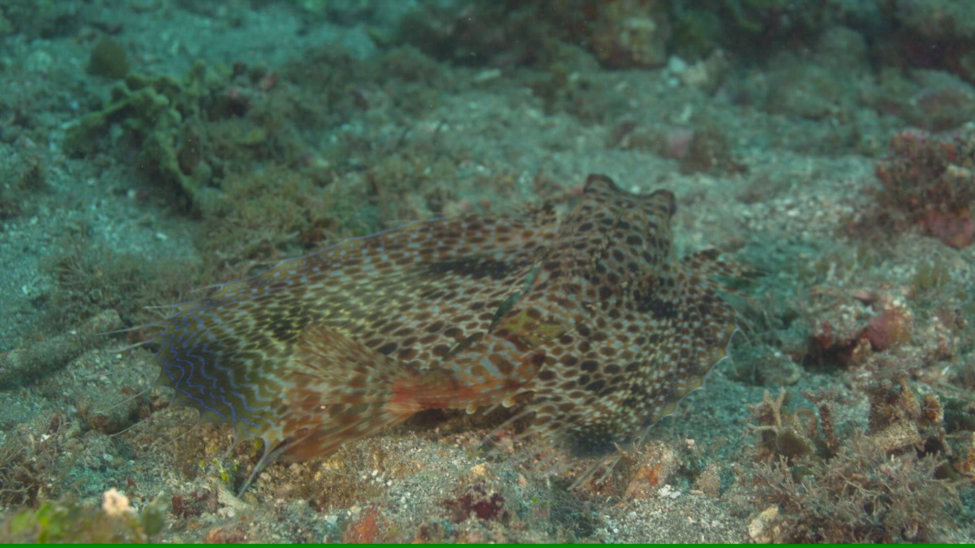 305391571 / Acanthopterygii / Pacific Ocean