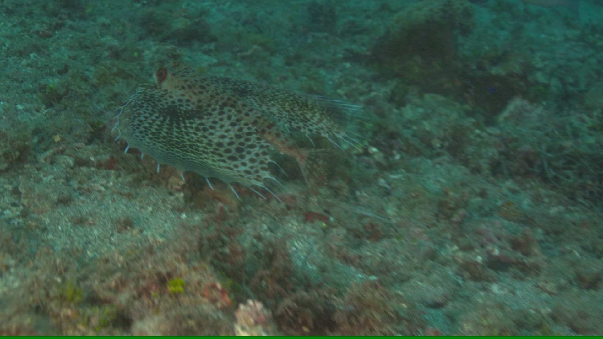 520153212 / Acanthopterygii / Pacific Ocean