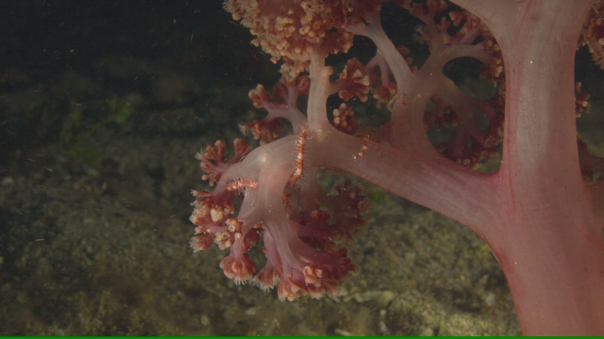 971338786 / Coral / Sea Life / Pacific Ocean