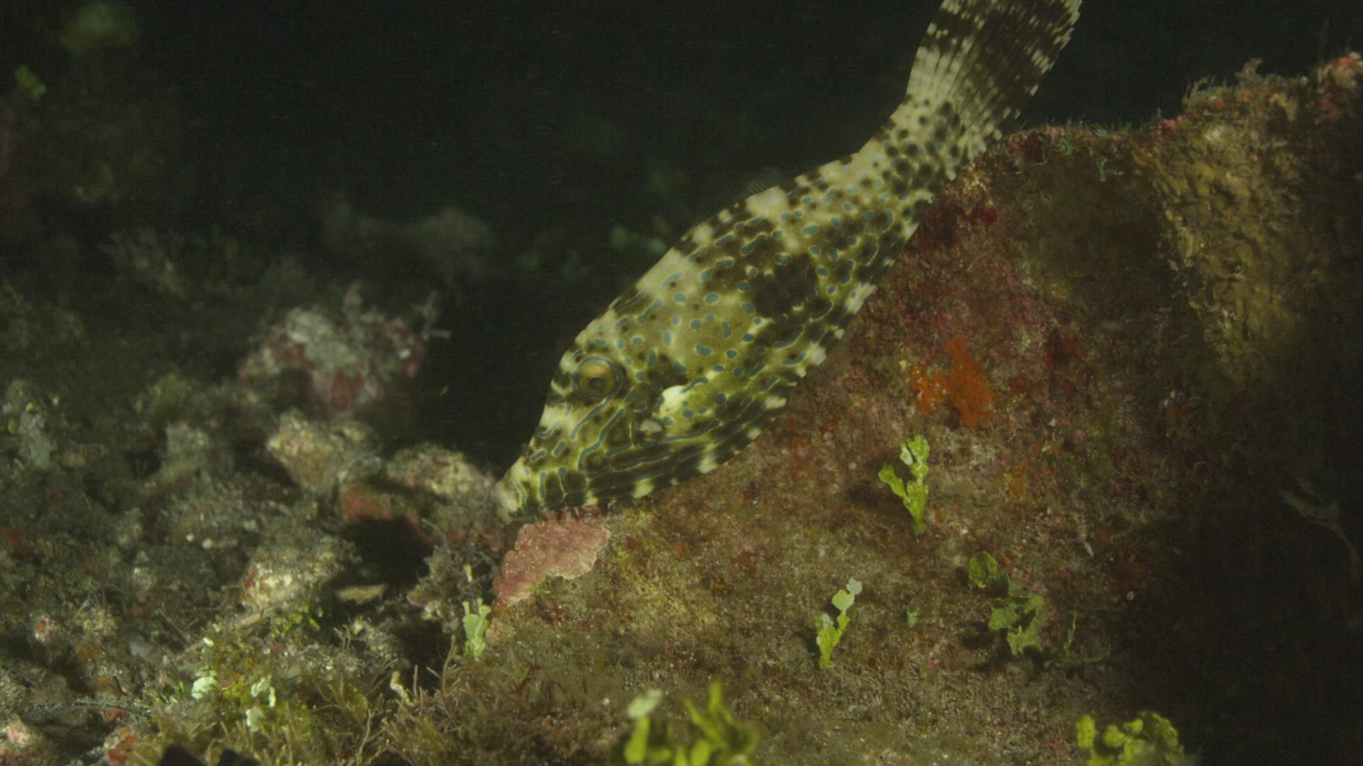 298008288 / Acanthopterygii / Pacific Ocean