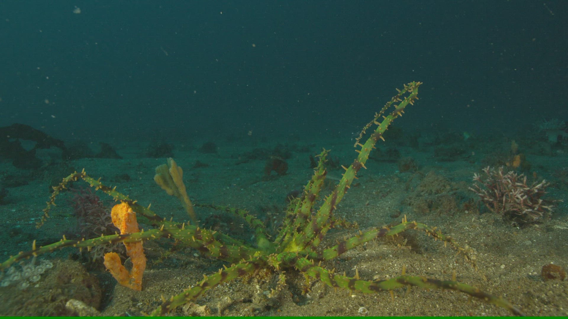 499673865 / Cnidarian / Pacific Ocean