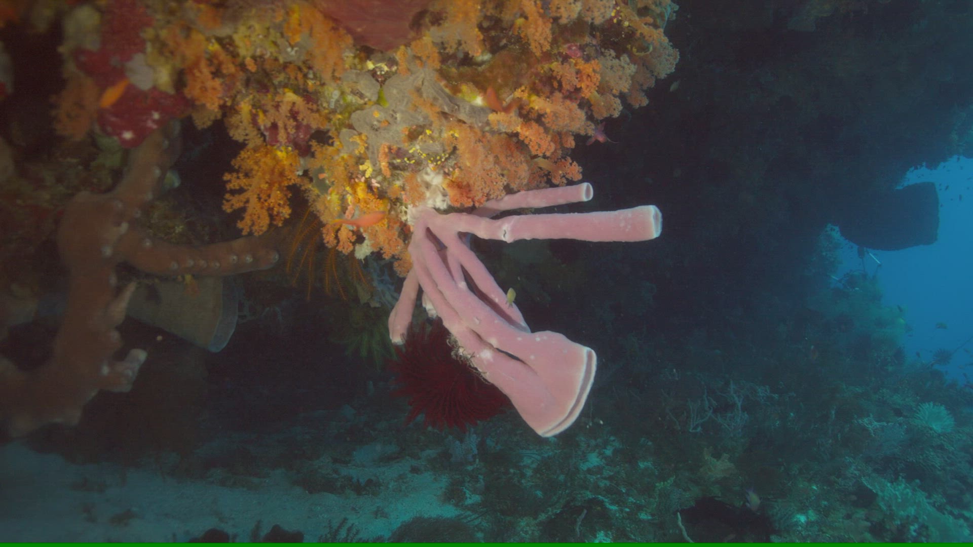 210652514 / Coral / Sea Life / Pacific Ocean