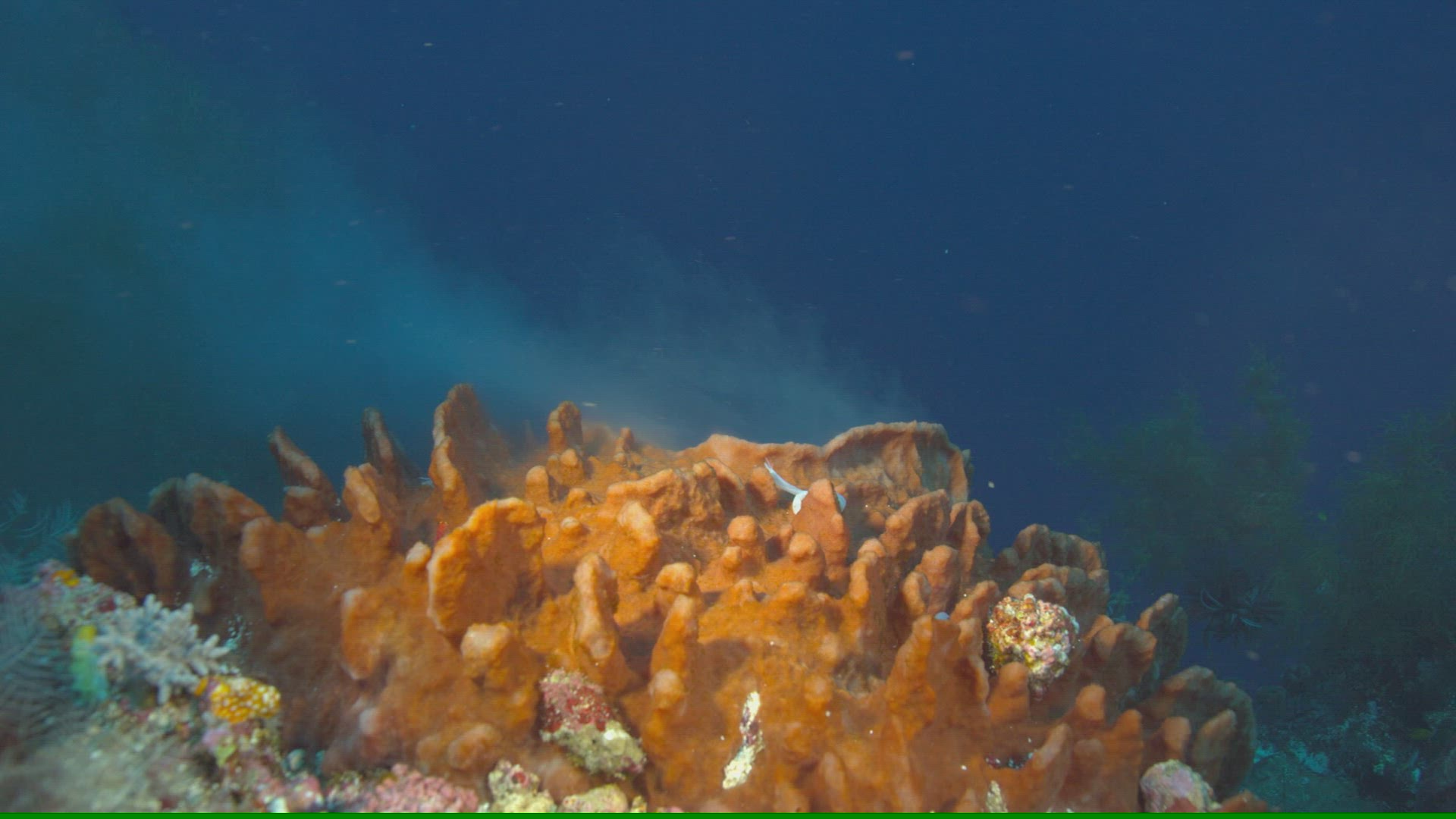 939838233 / Sponge / Ceram Sea / Indonesia