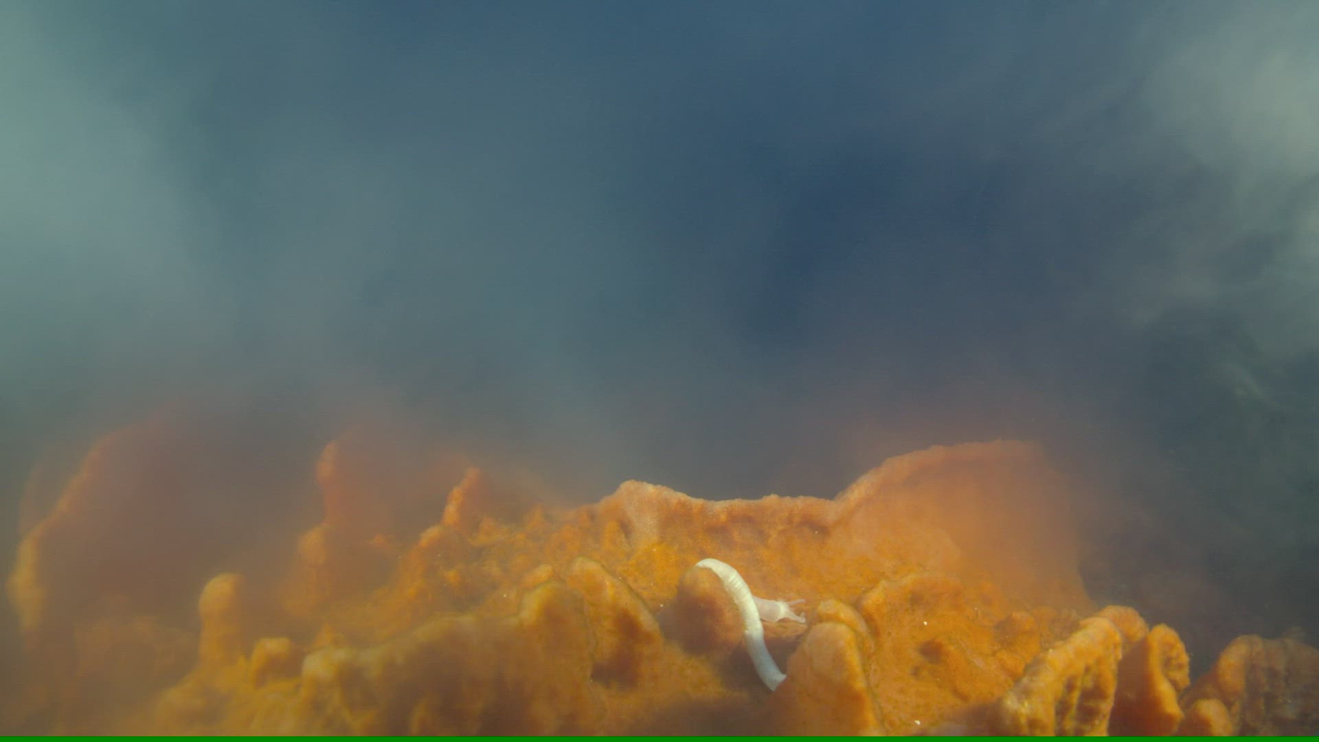 482956580 / Sponge / Ceram Sea / Indonesia
