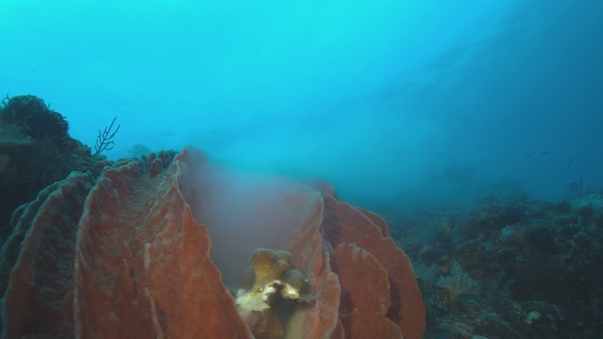 500138867 / Sponge / Ceram Sea / Indonesia