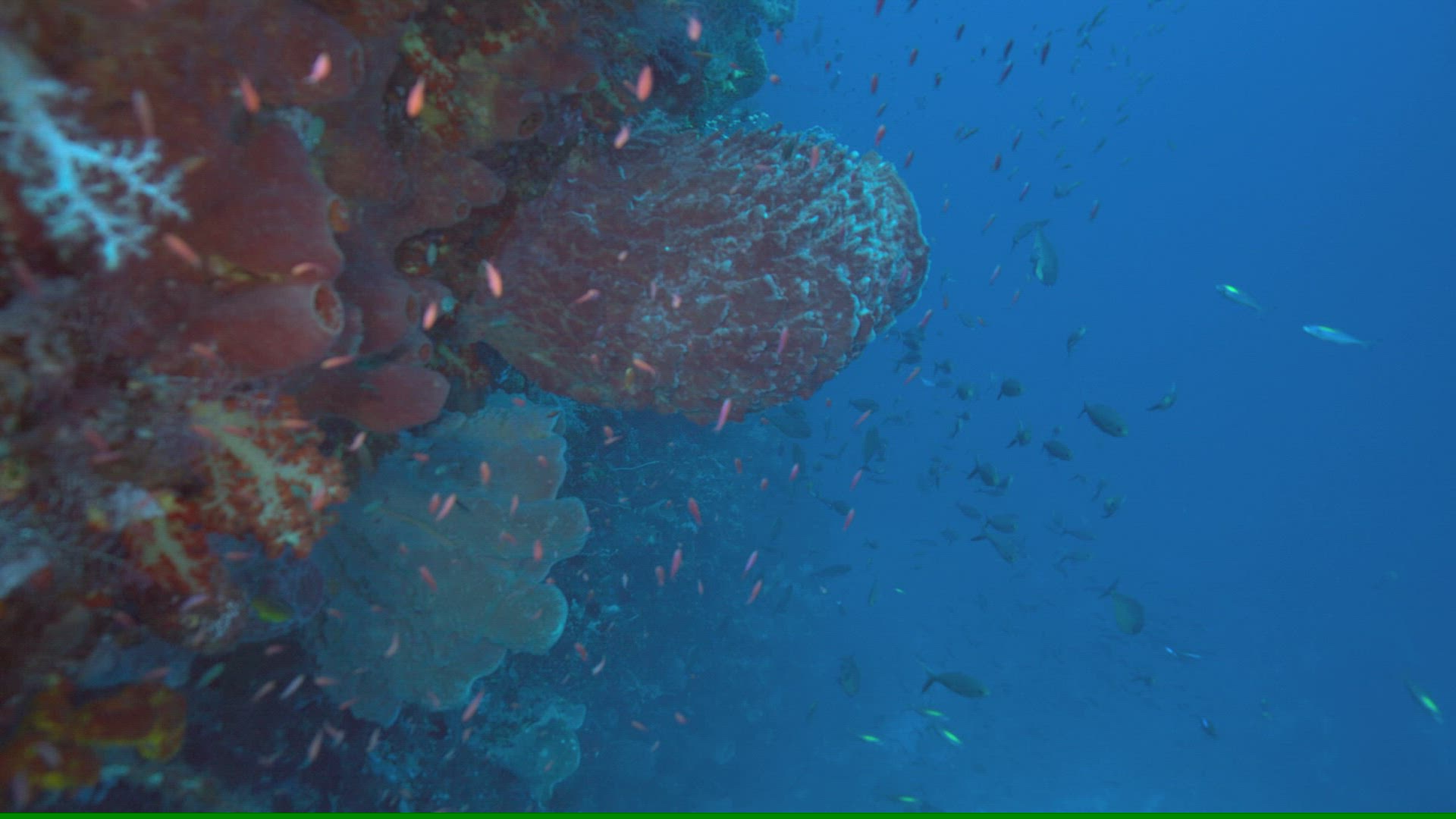 677592642 / Sponge / Ceram Sea / Indonesia