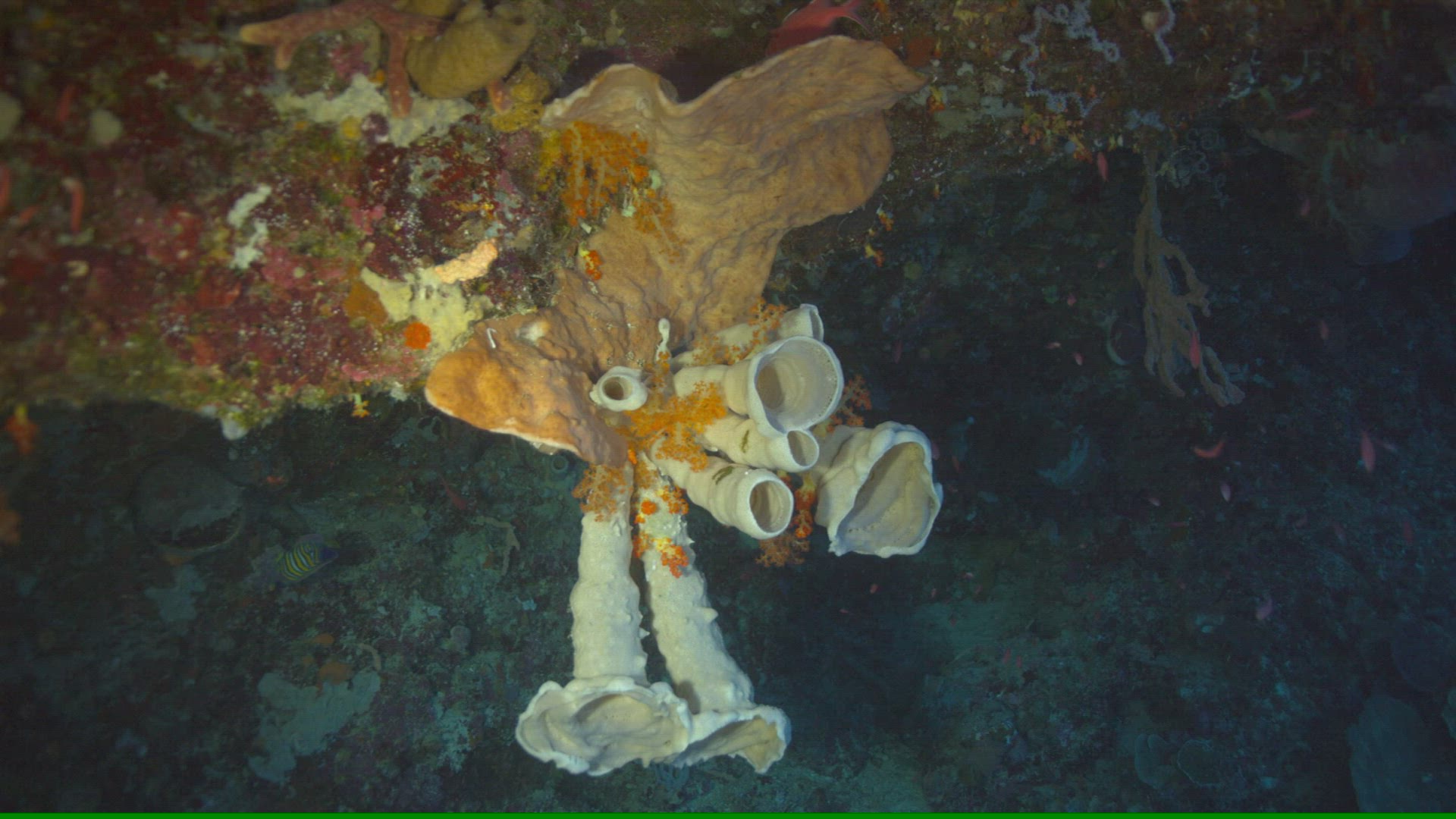 364551318 / Sponge / Ceram Sea / Indonesia