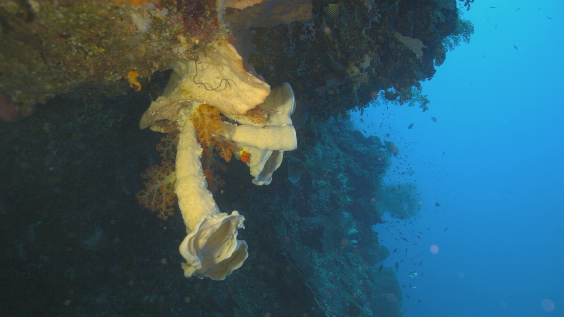 339319359 / Sponge / Ceram Sea / Indonesia