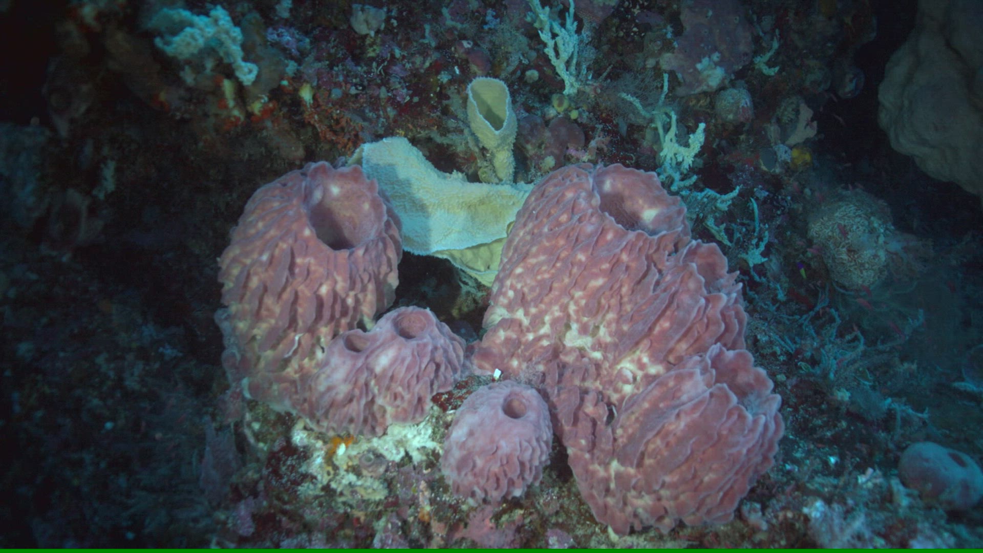 985341321 / Sponge / Ceram Sea / Indonesia