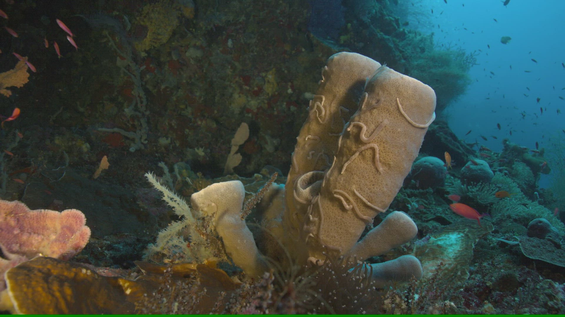 163019336 / Sponge / Ceram Sea / Indonesia