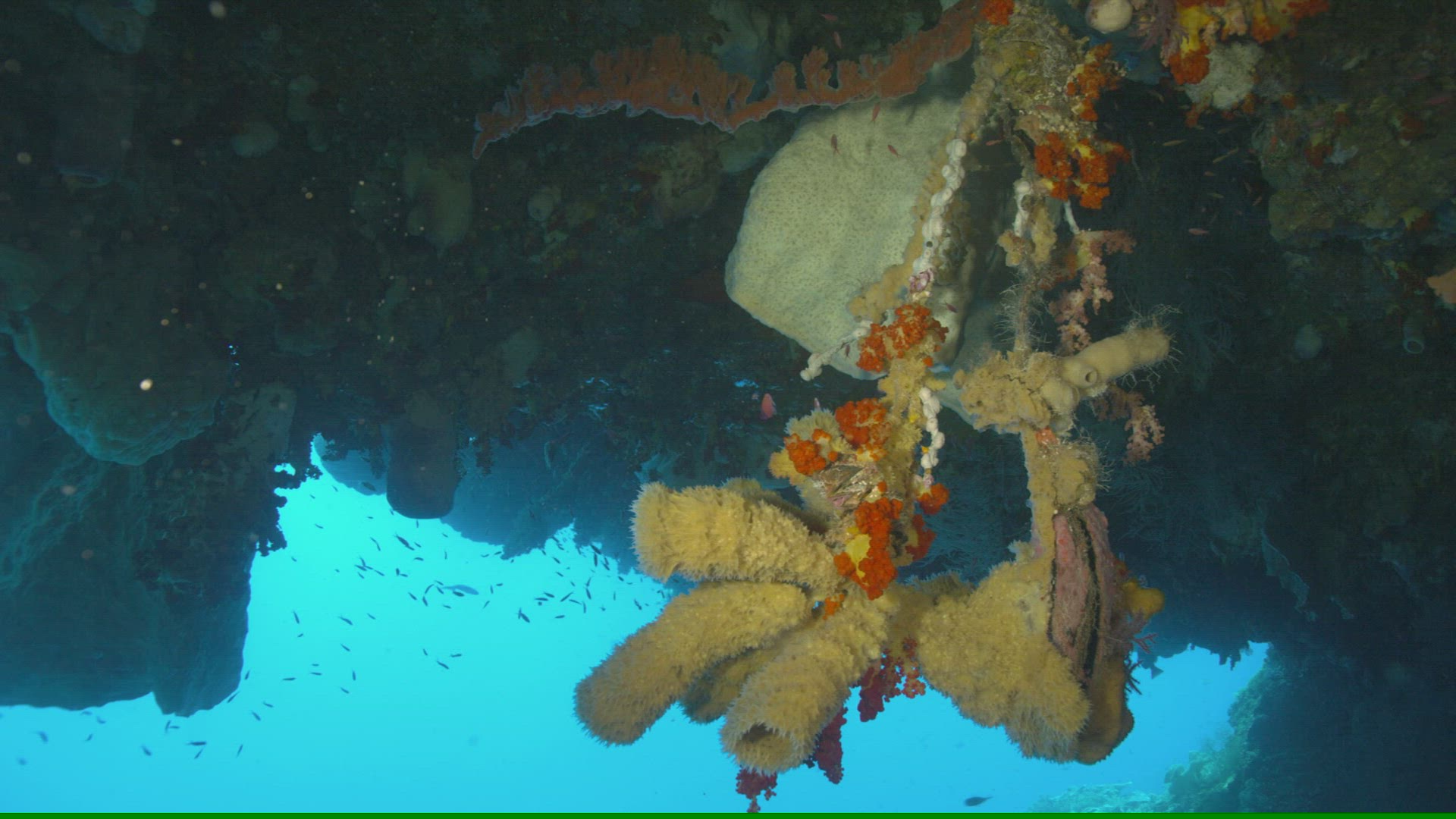 858920957 / Sponge / Ceram Sea / Indonesia