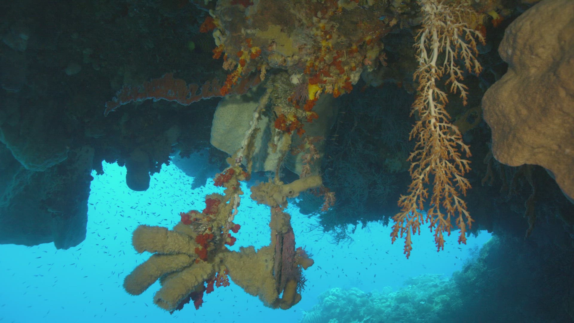 682619460 / Sponge / Ceram Sea / Indonesia