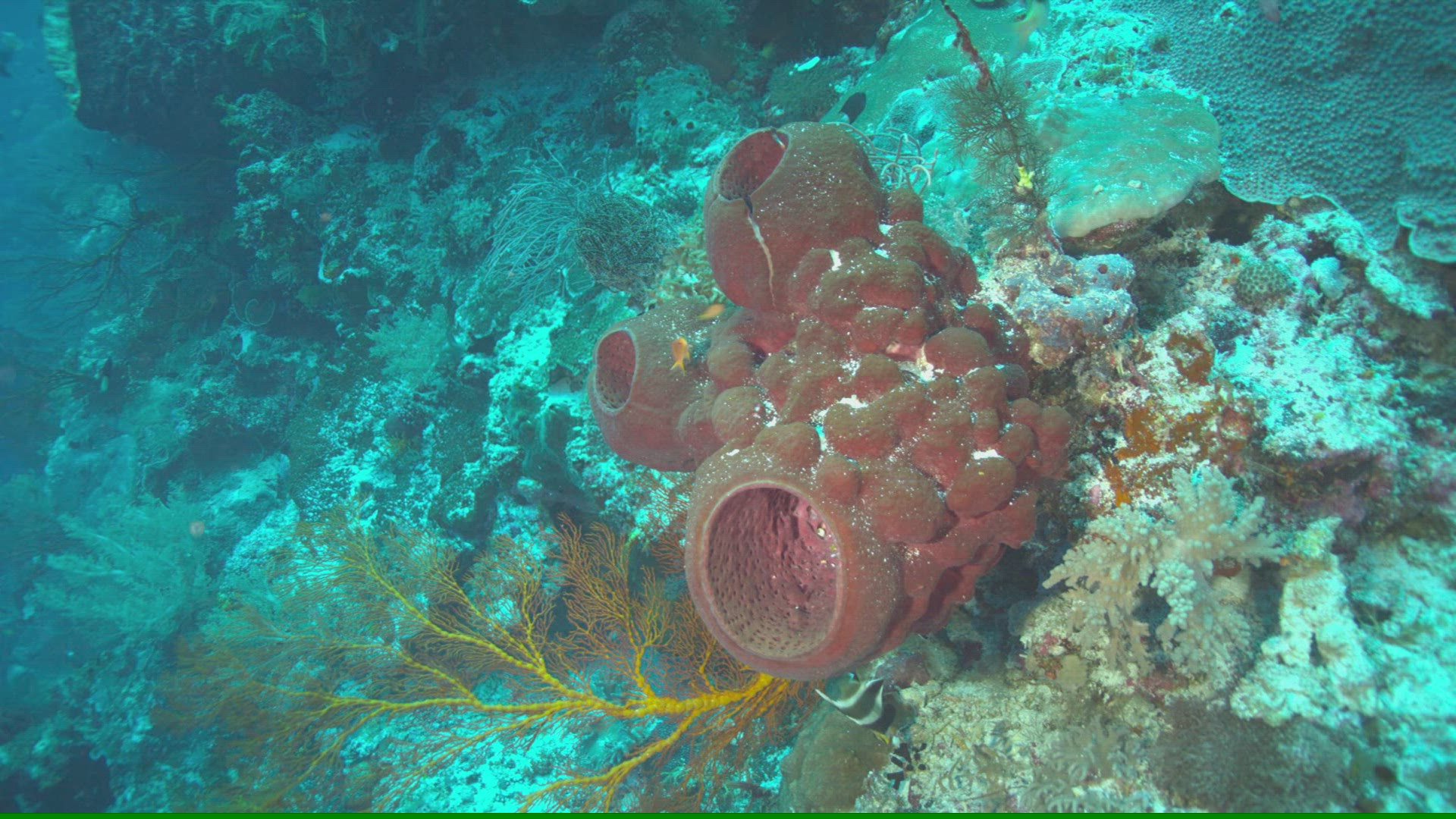 835786099 / Sponge / Ceram Sea / Indonesia