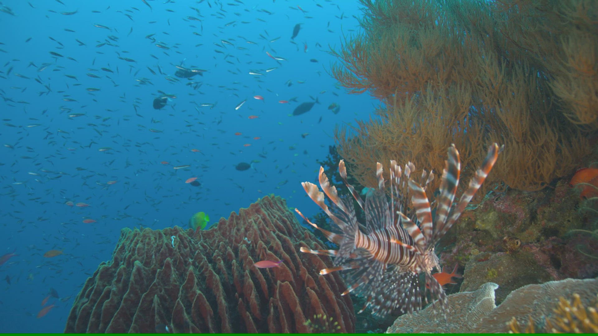 278229727 / Acanthopterygii / Pacific Ocean / Indonesia