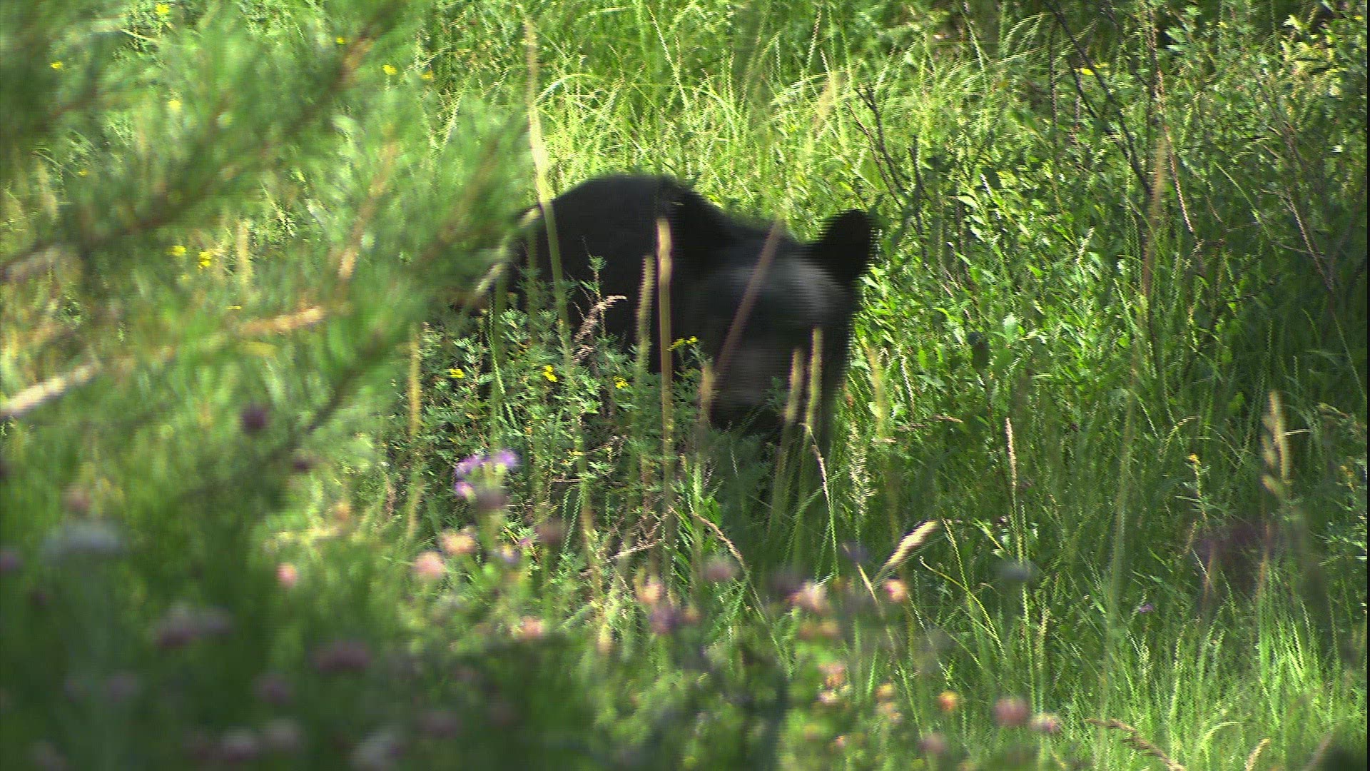131426159 / American Black Bear / Meadow / Alberta