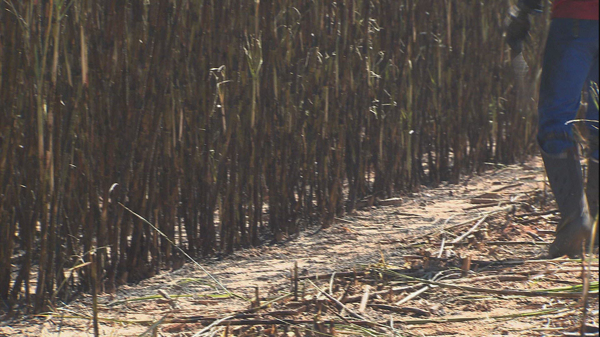 496753409 / Plantation Worker / Sugar Cane Plantation / Brazil