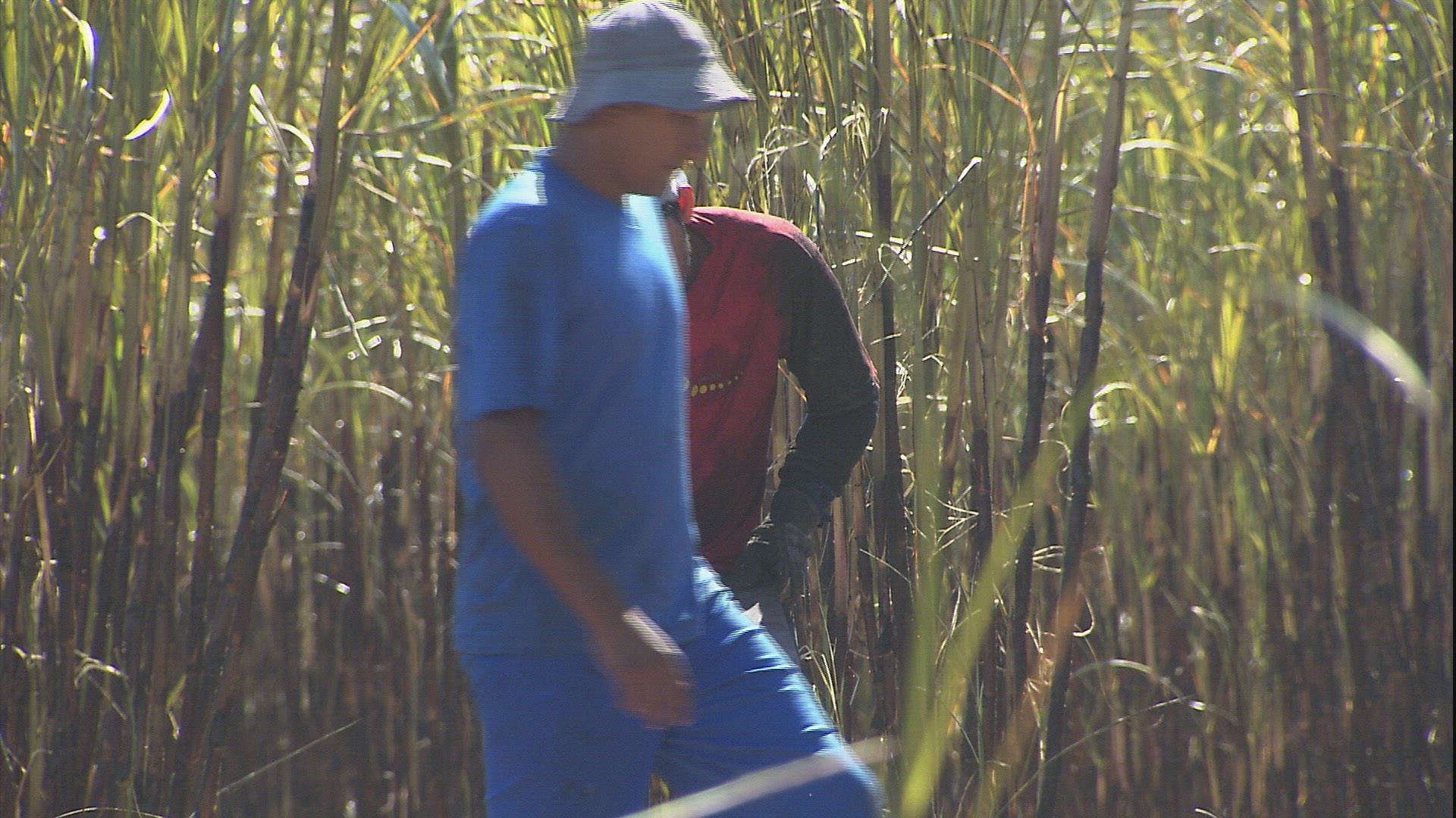 500314635 / Plantation Worker / Sugar Cane Plantation / Brazil