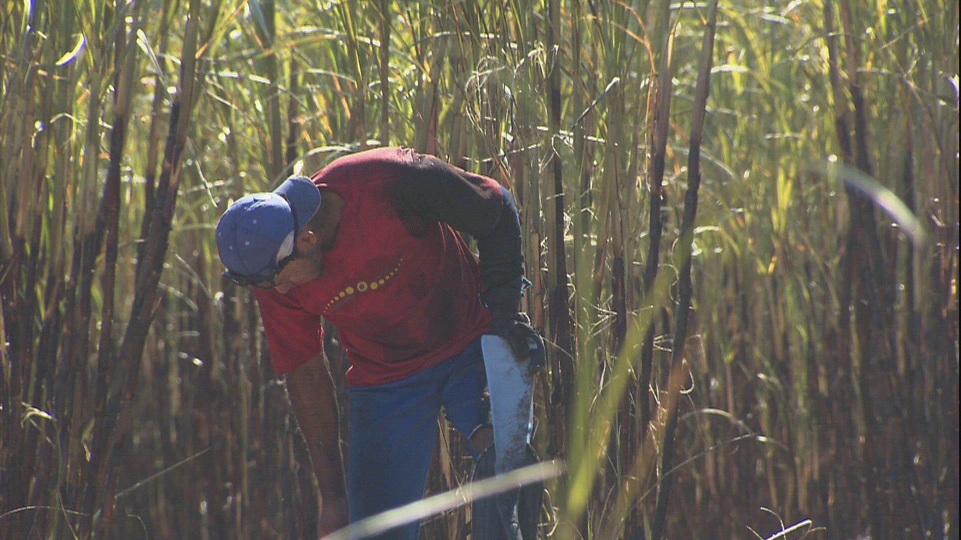 695987968 / Plantation Worker / Sugar Cane Plantation / Brazil