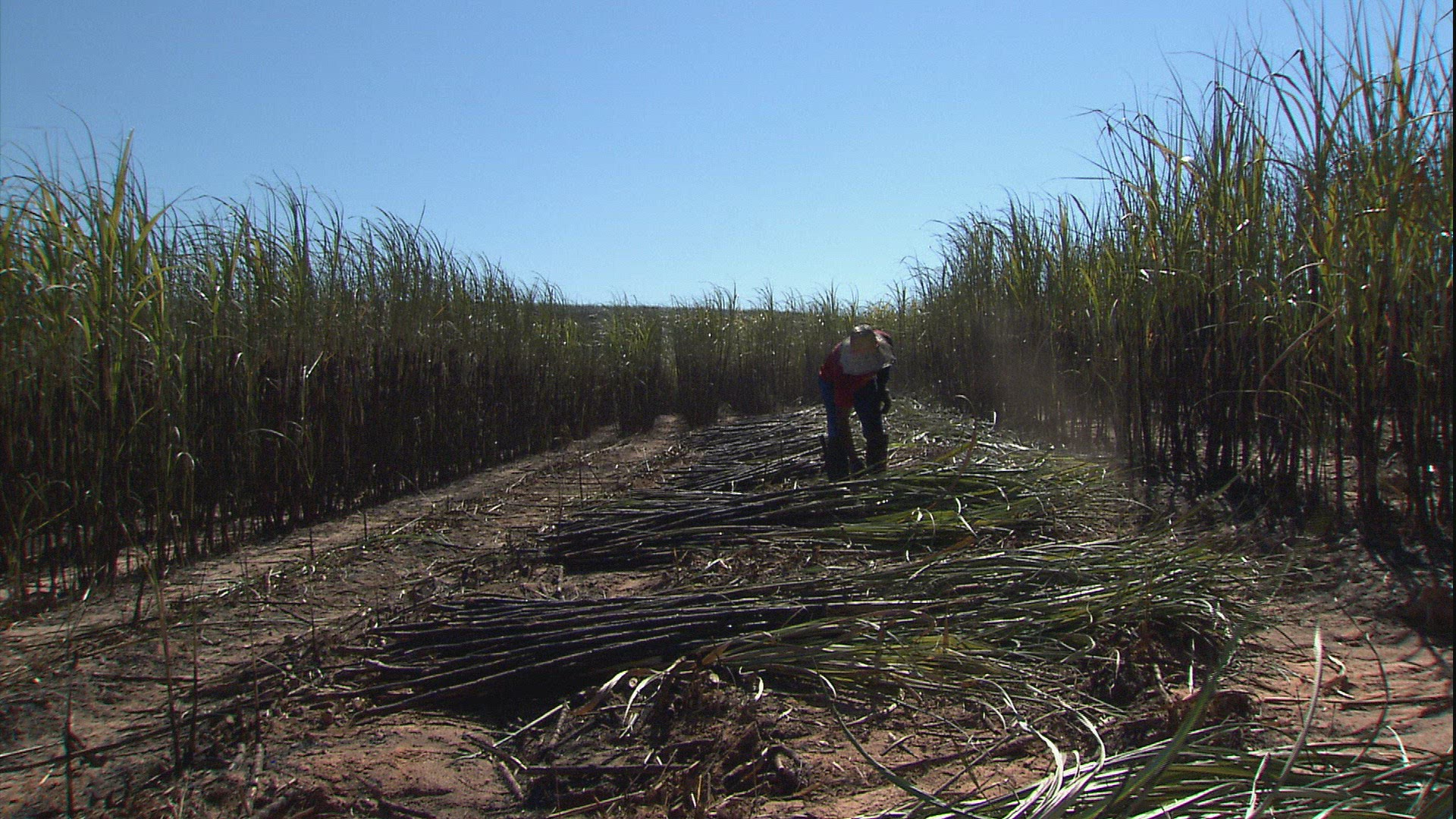 301449910 / Plantation Worker / Sugar Cane Plantation / Brazil