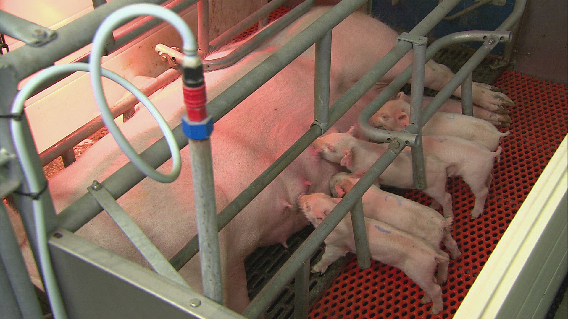361339861 / Piglet / Feeding / Livestock