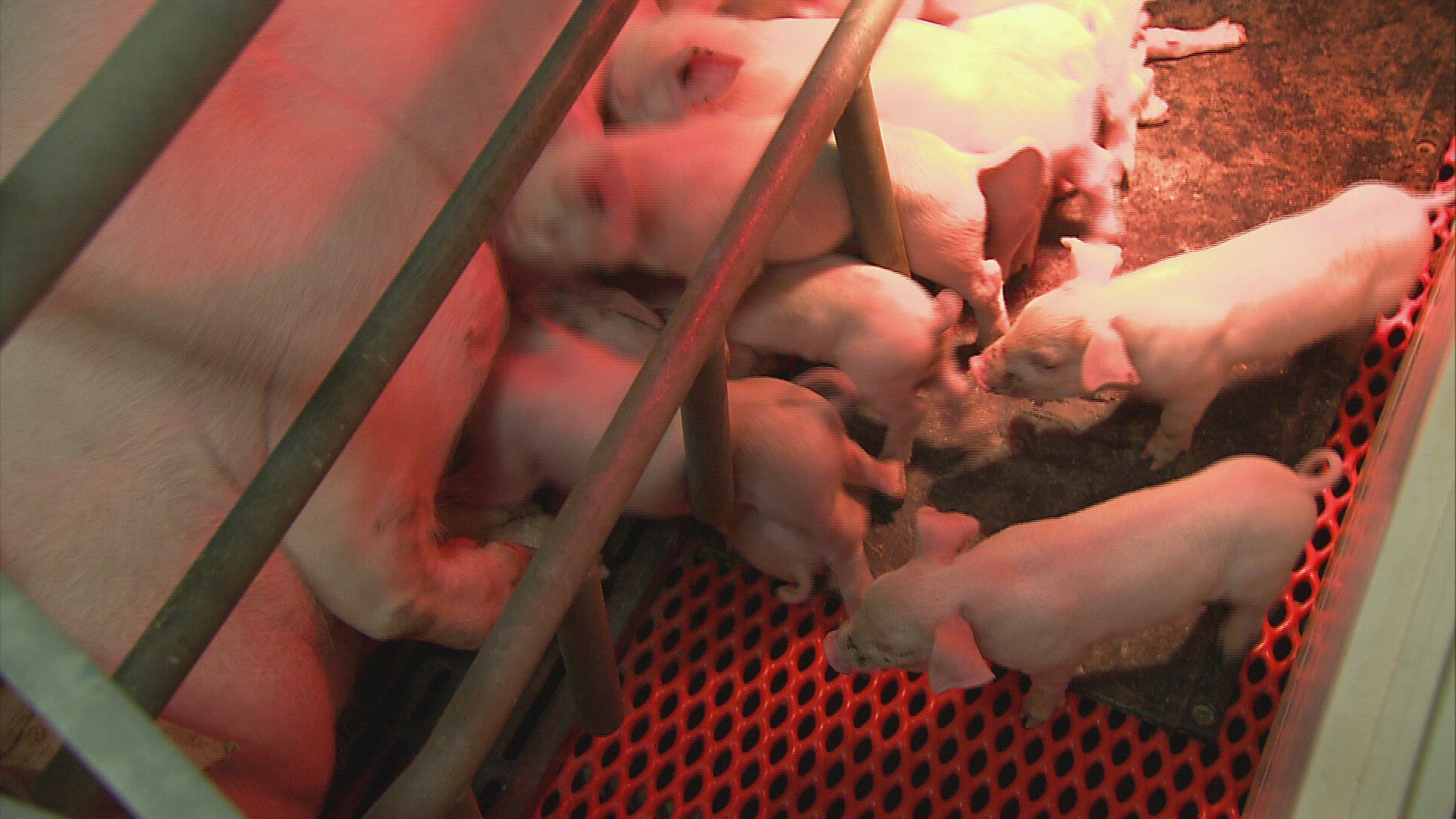 992991089 / Piglet / Feeding / Livestock