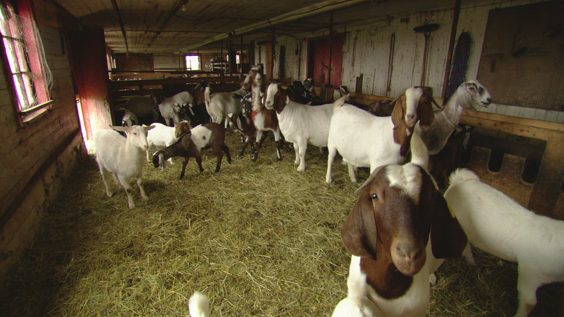 750345036 / Boer Goat / Stable / Canada