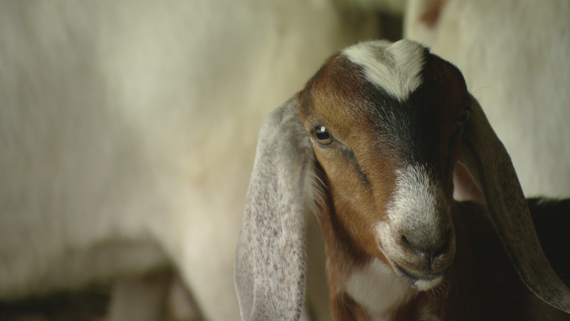 448204648 / Boer Goat / Stable / Canada