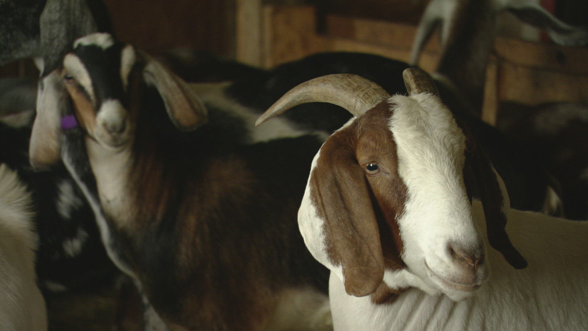 981767486 / Boer Goat / Stable / Canada