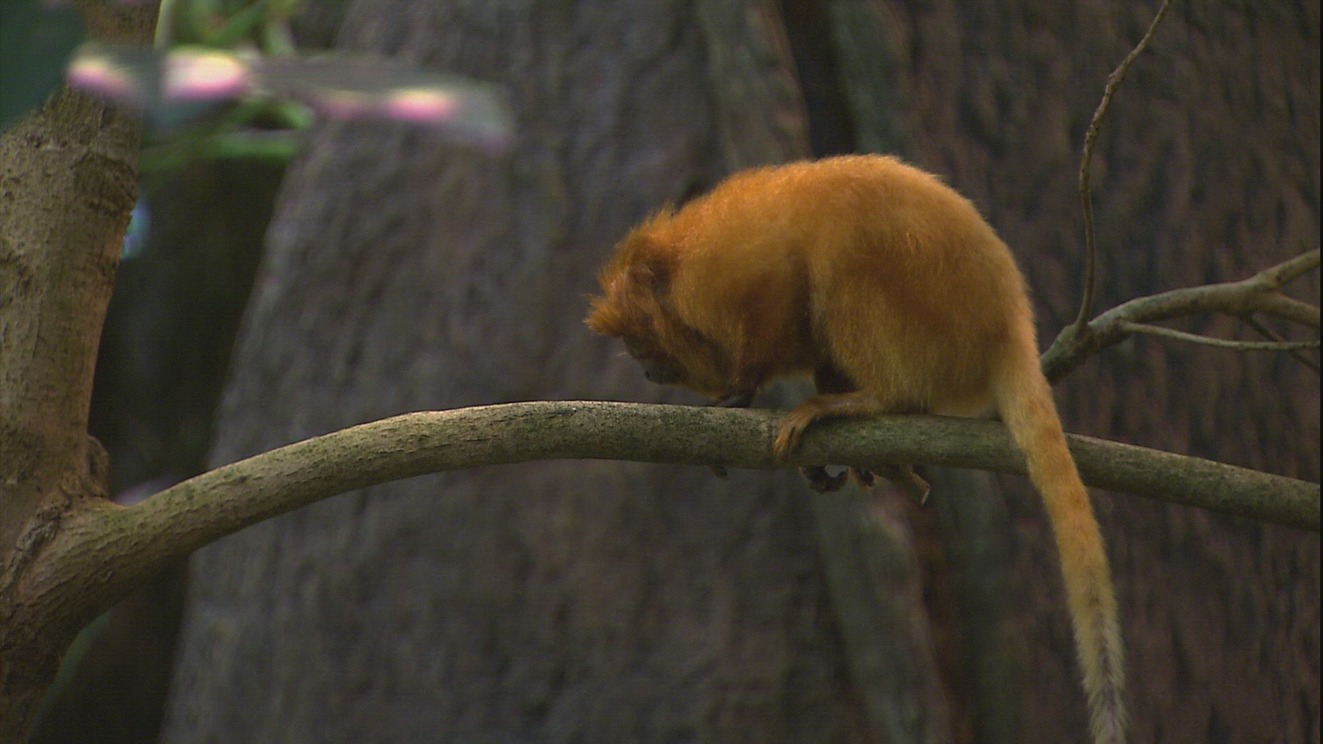 841942753 / Animal / Montreal Biodome / Montreal / Canada