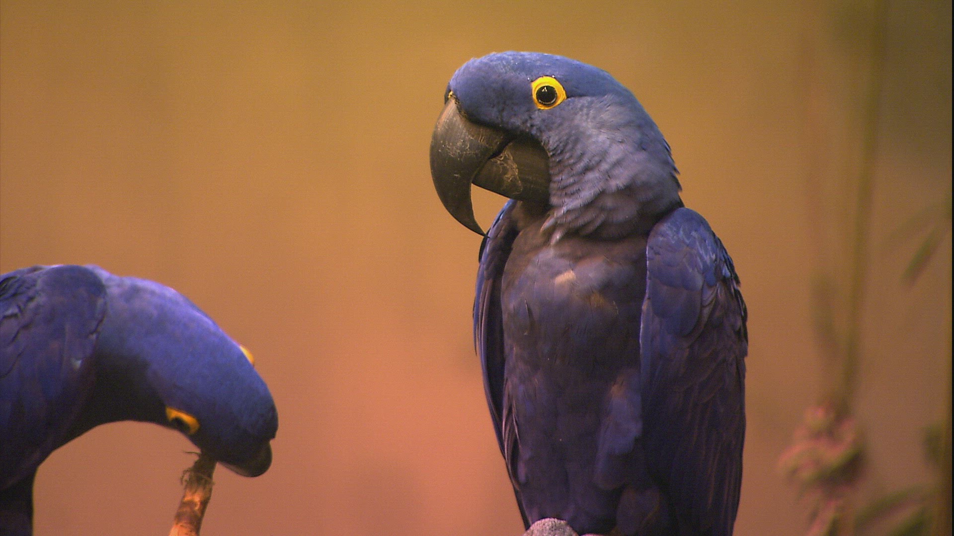 984785485 / Animal / Montreal Biodome / Montreal / Canada