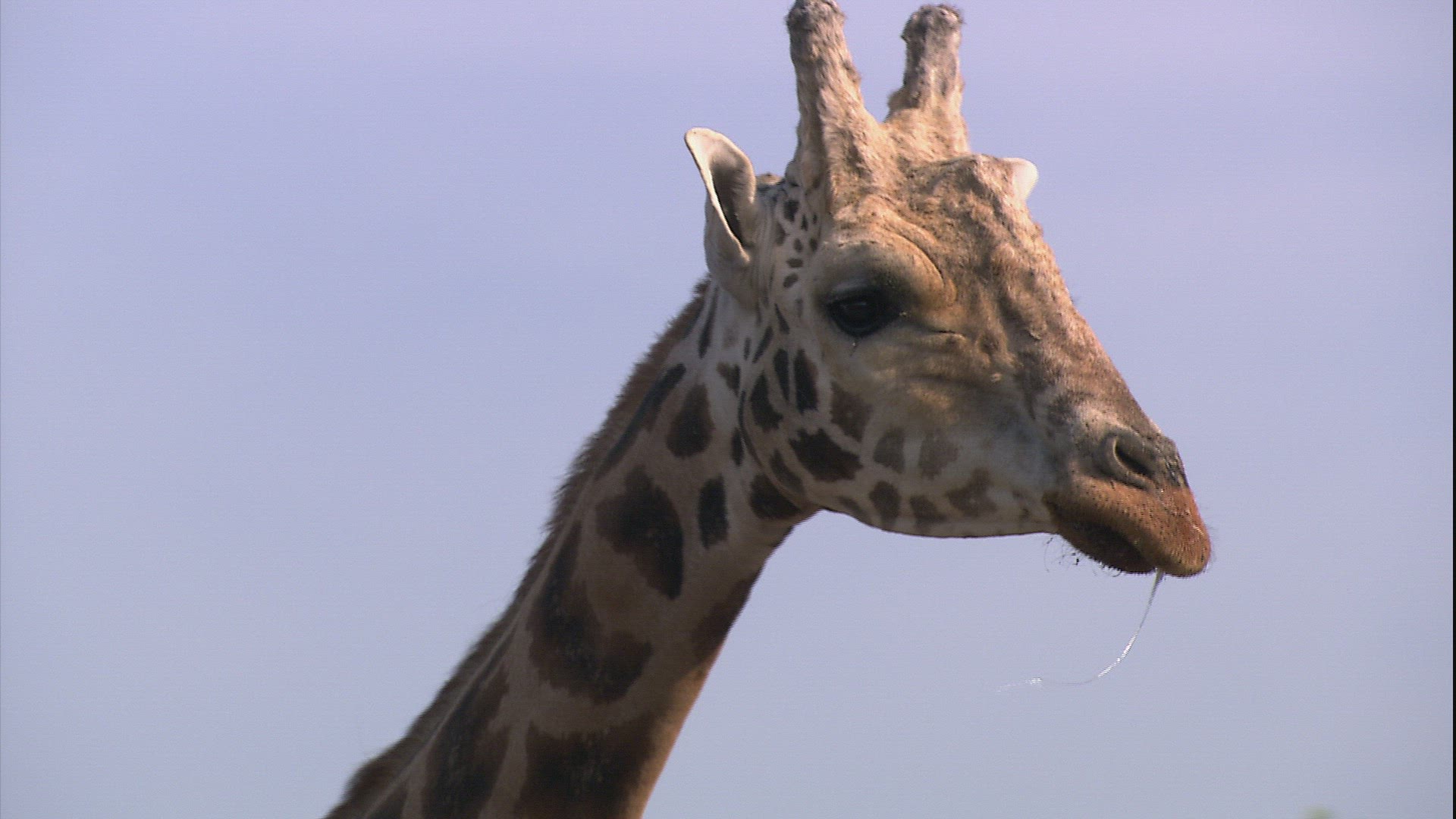 600207902 / Giraffe / Granby Zoo / Granby / Canada