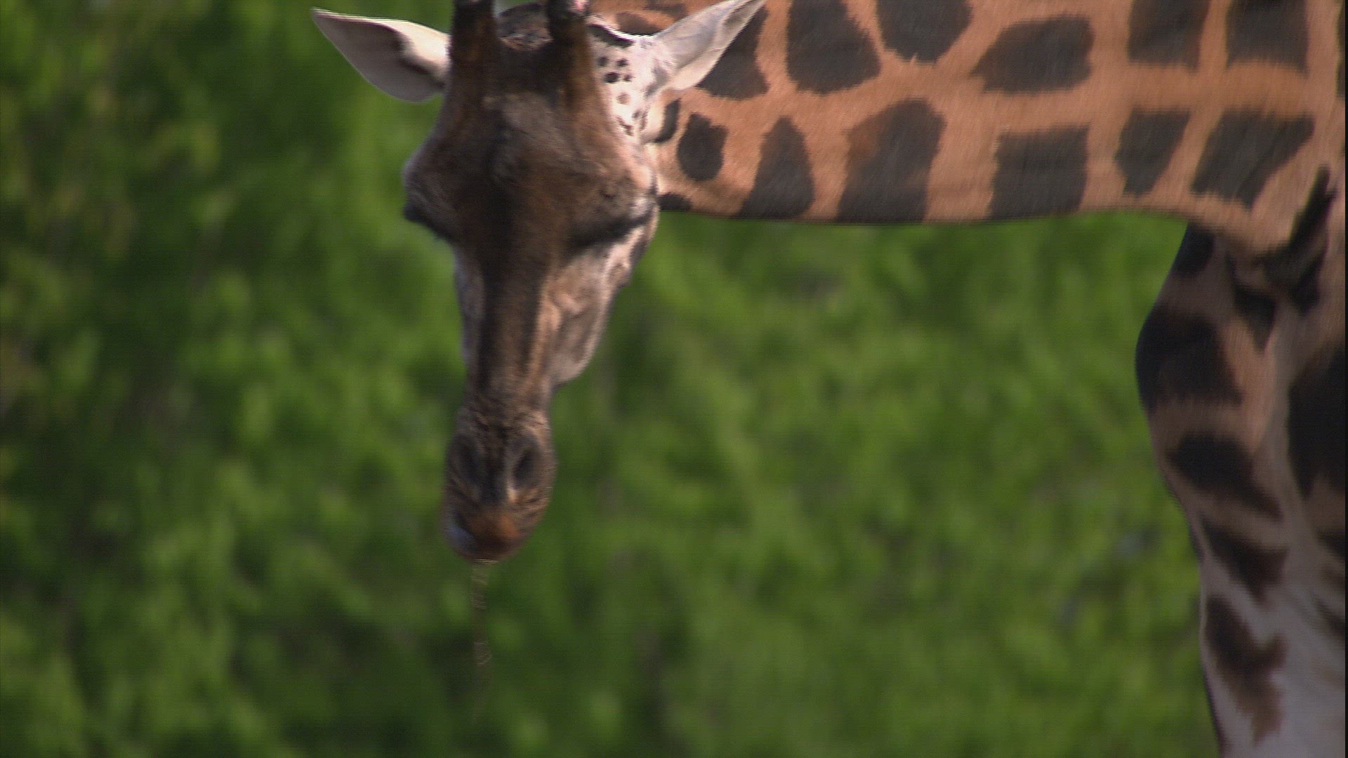 989557548 / Giraffe / Granby Zoo / Granby / Canada