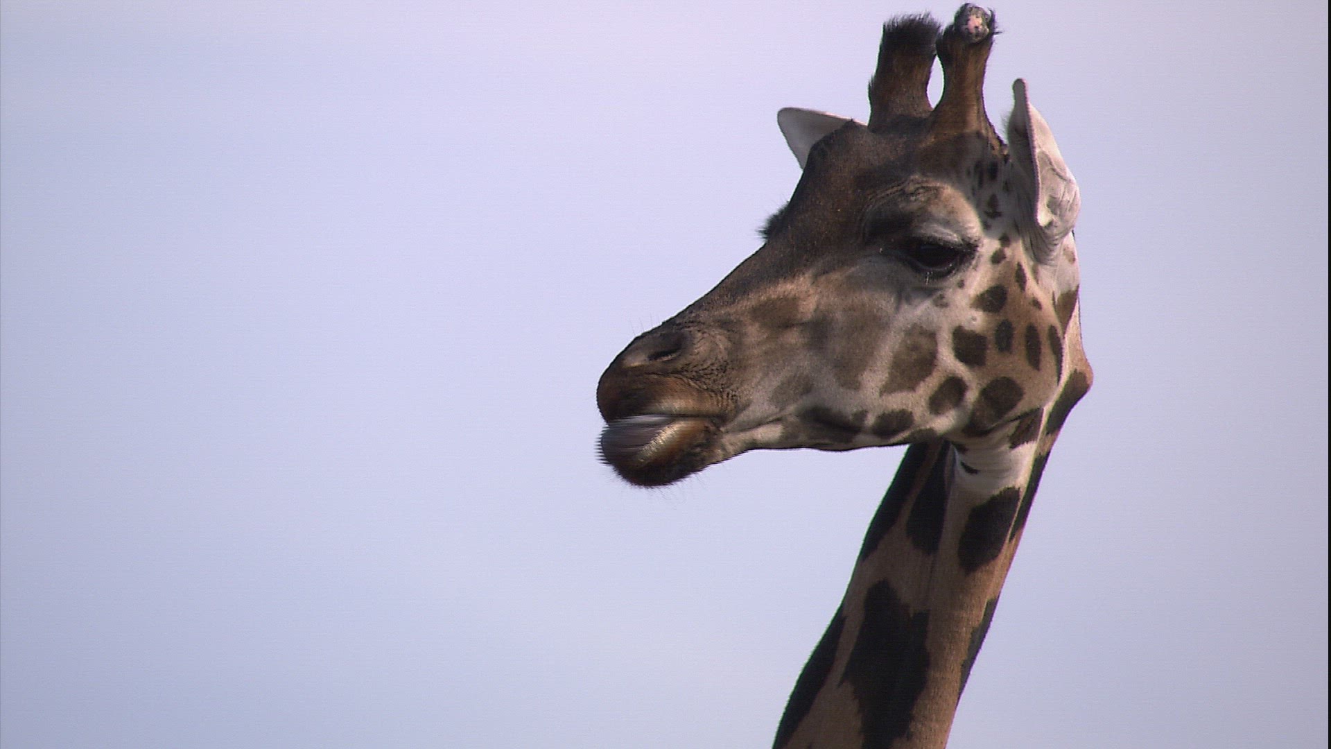 687079291 / Giraffe / Granby Zoo / Granby / Canada