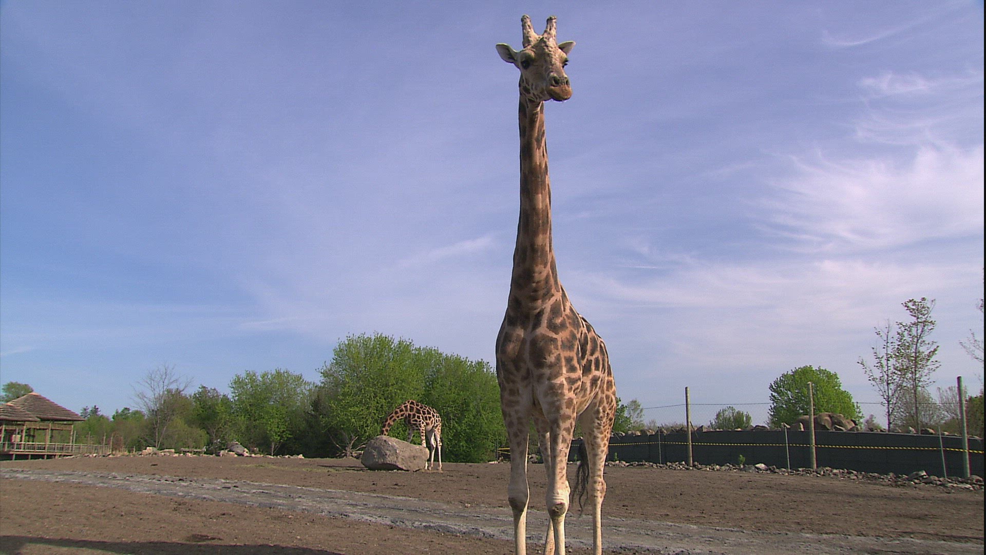 110594175 / Giraffe / Granby Zoo / Granby / Canada