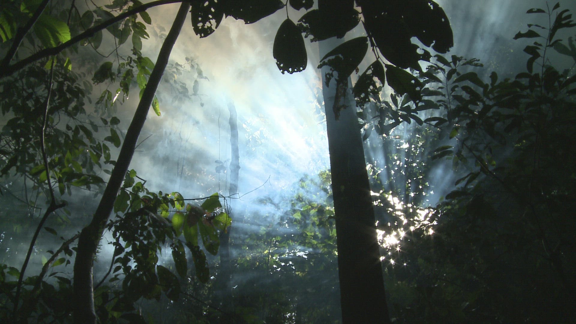 360197581 / Rainforest / Atmospheric / Malaysia