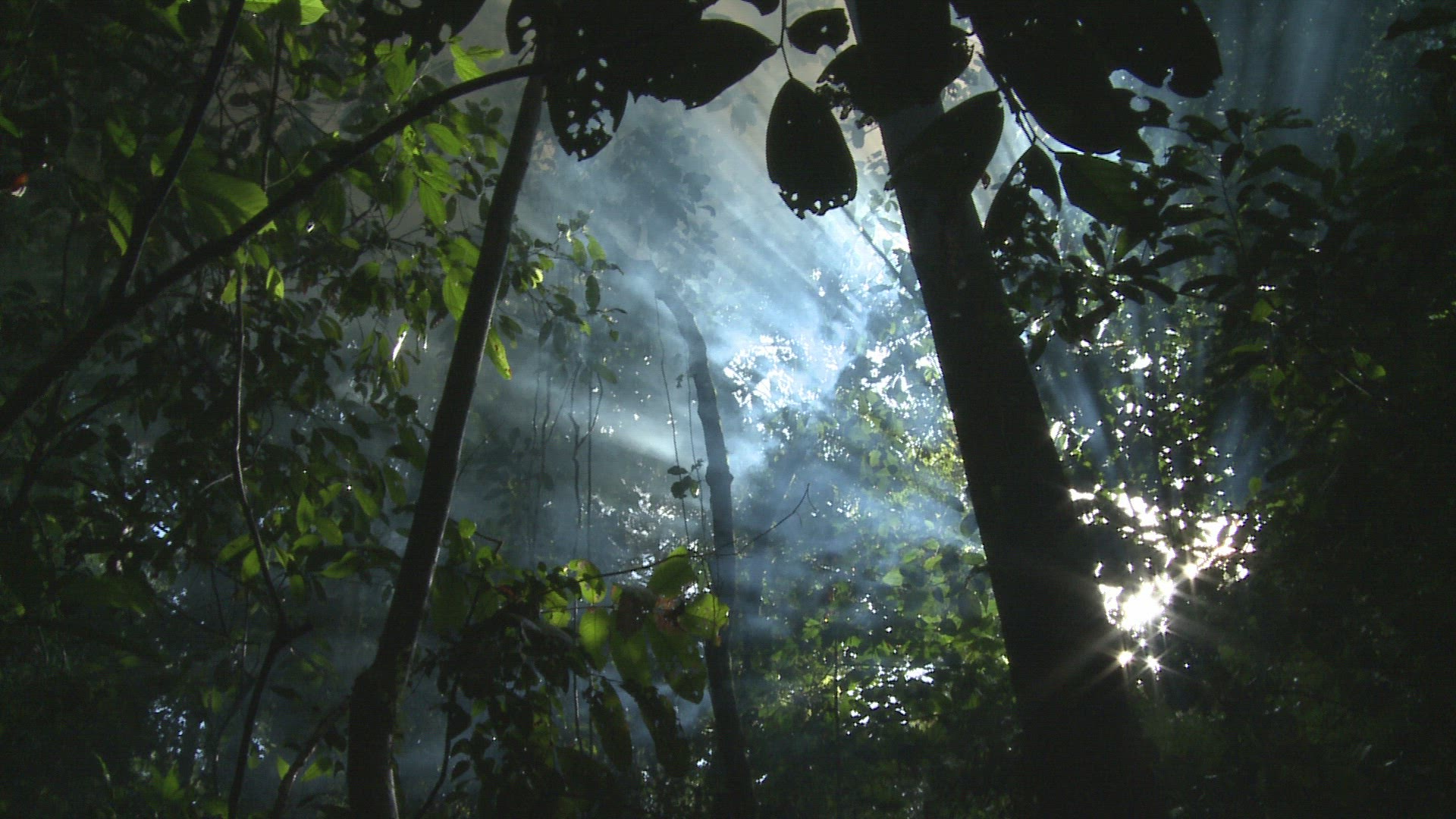 718190511 / Rainforest / Atmospheric / Malaysia