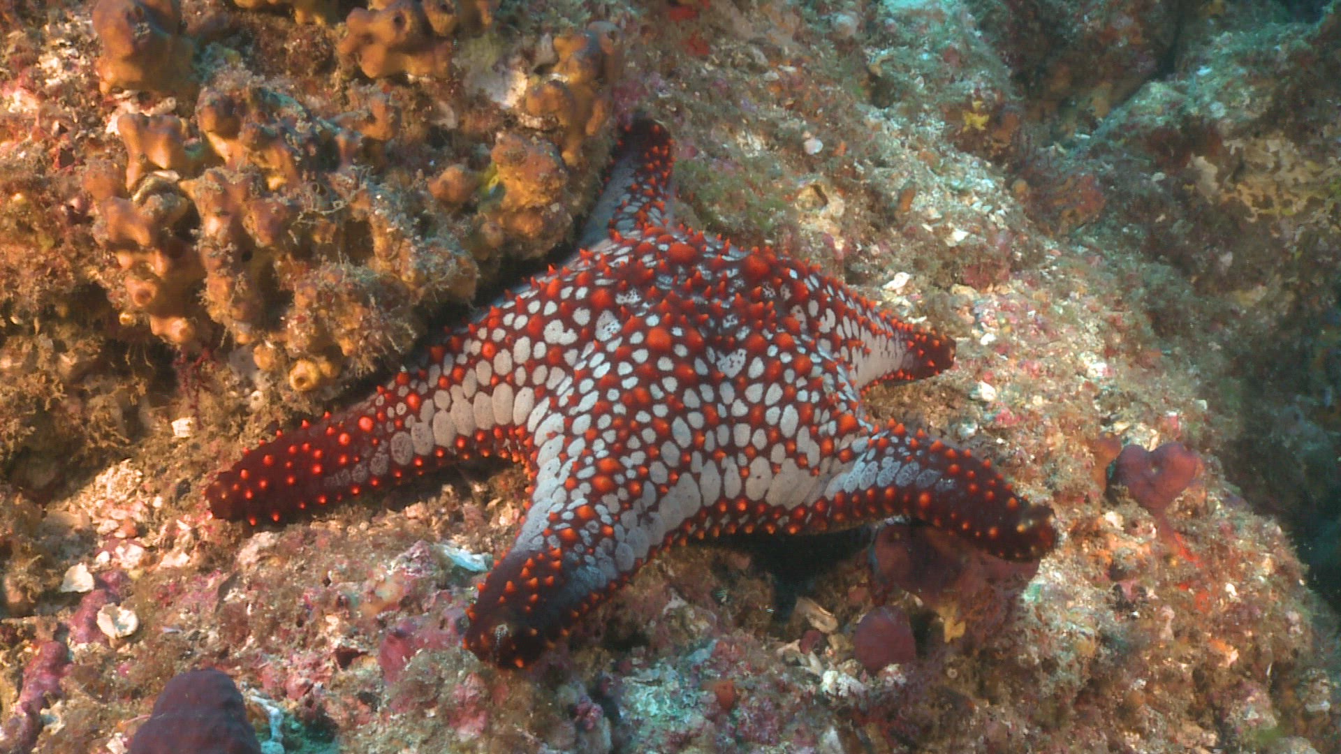 808045988 / Sea Life / Gulf of California / Mexico
