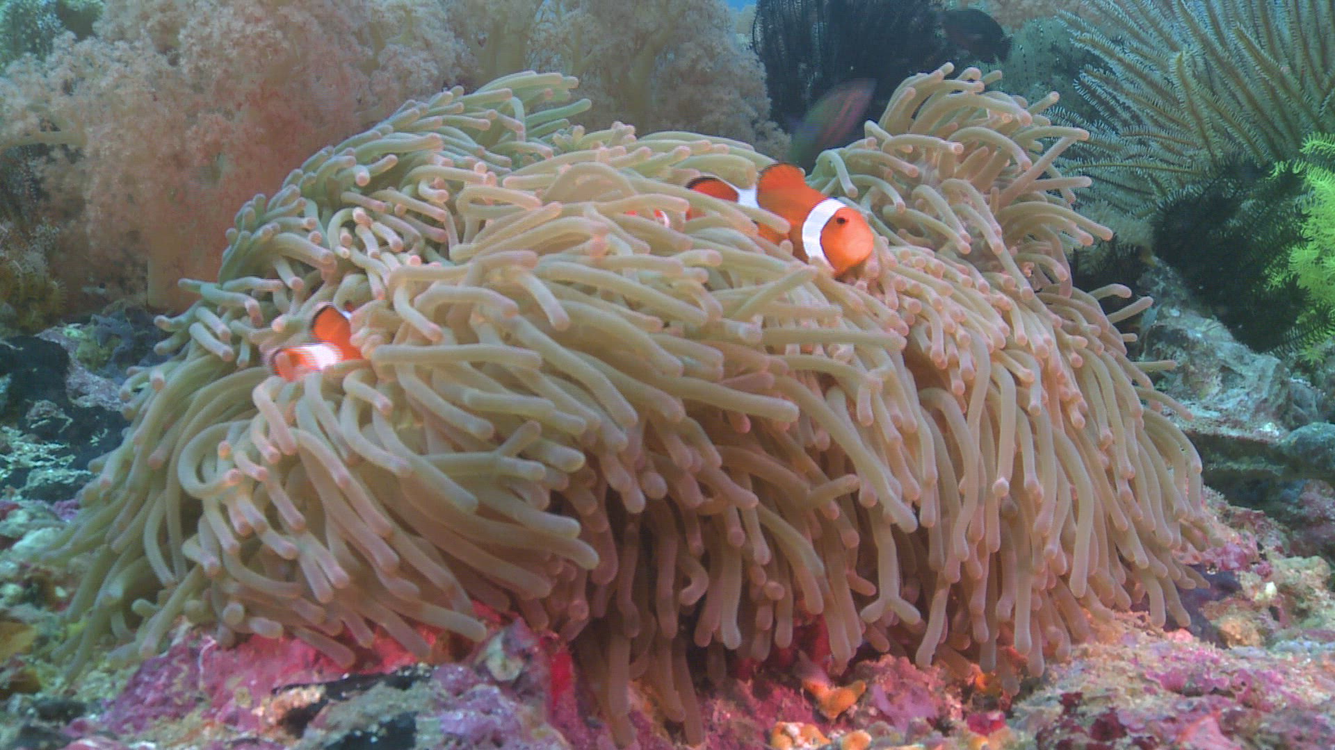981698659 / Coral / Sea Anemone / Sea Life / Philippines