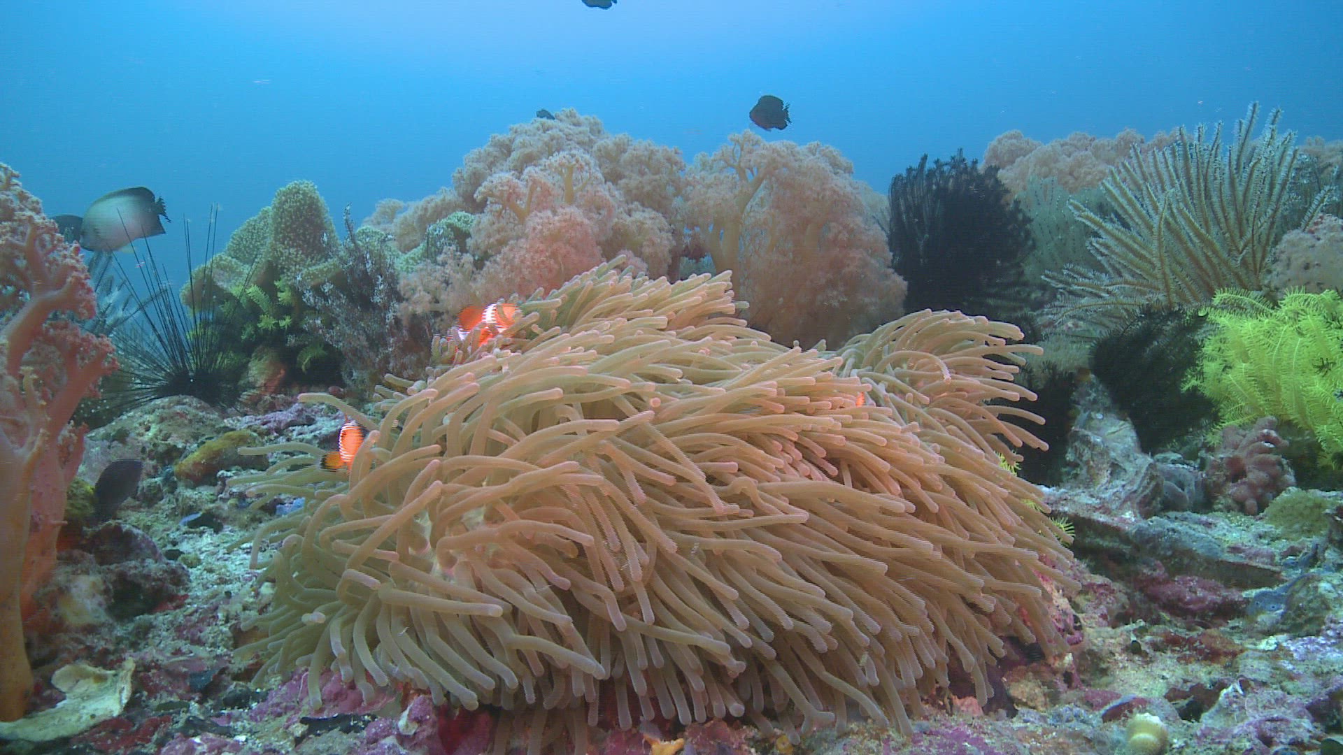 571821739 / Coral / Sea Anemone / Sea Life / Philippines