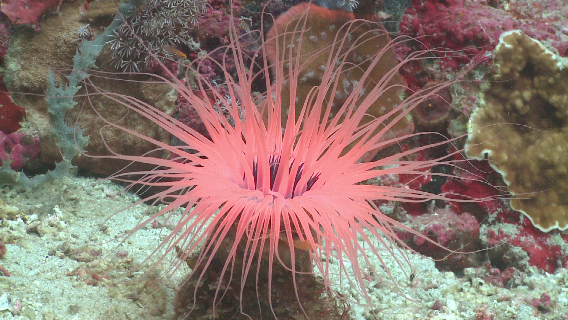519272424 / Coral / Sea Anemone / Sea Life / Philippines