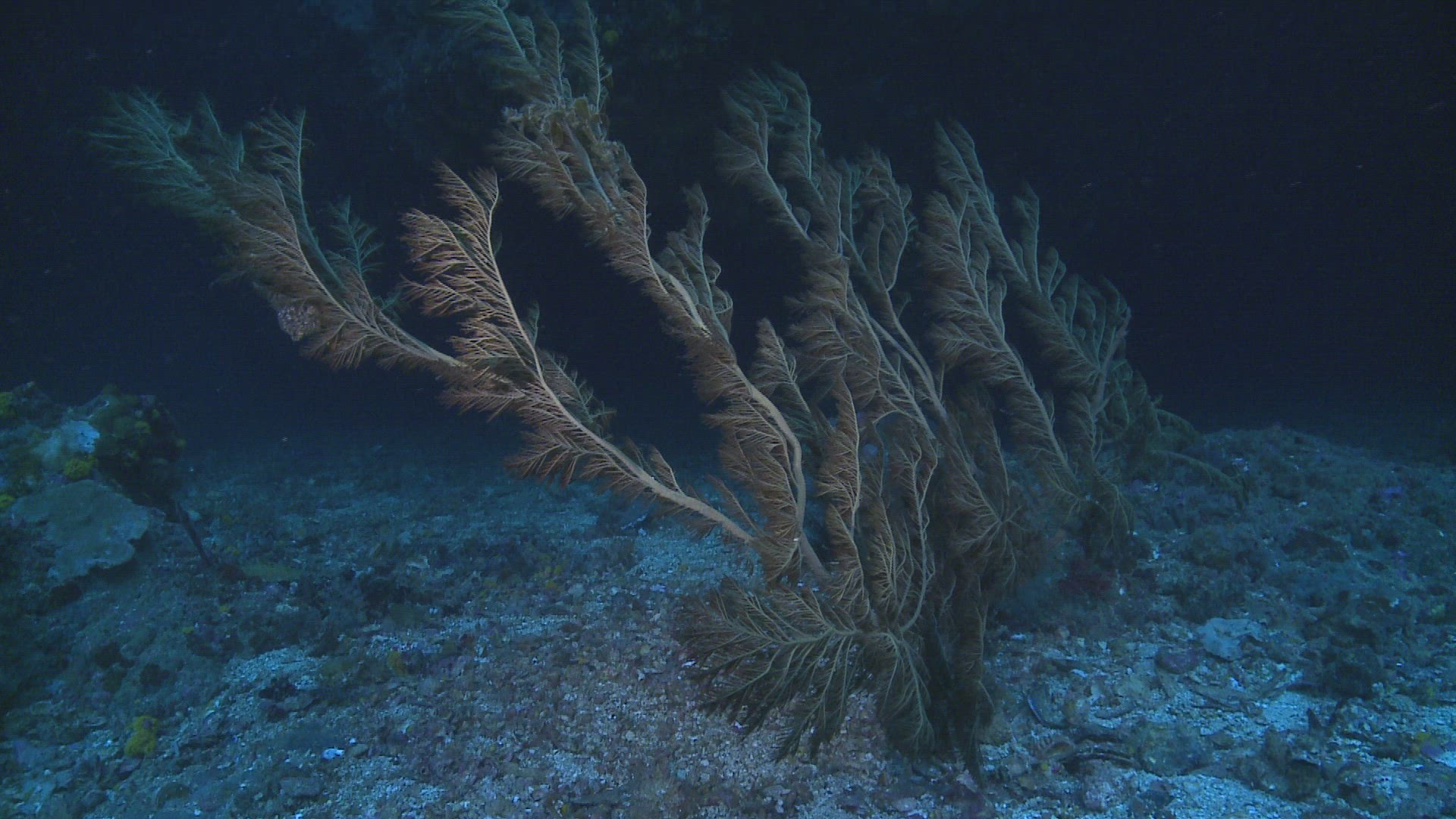 501353828 / Coral / Sea Anemone / Sea Life / Philippines