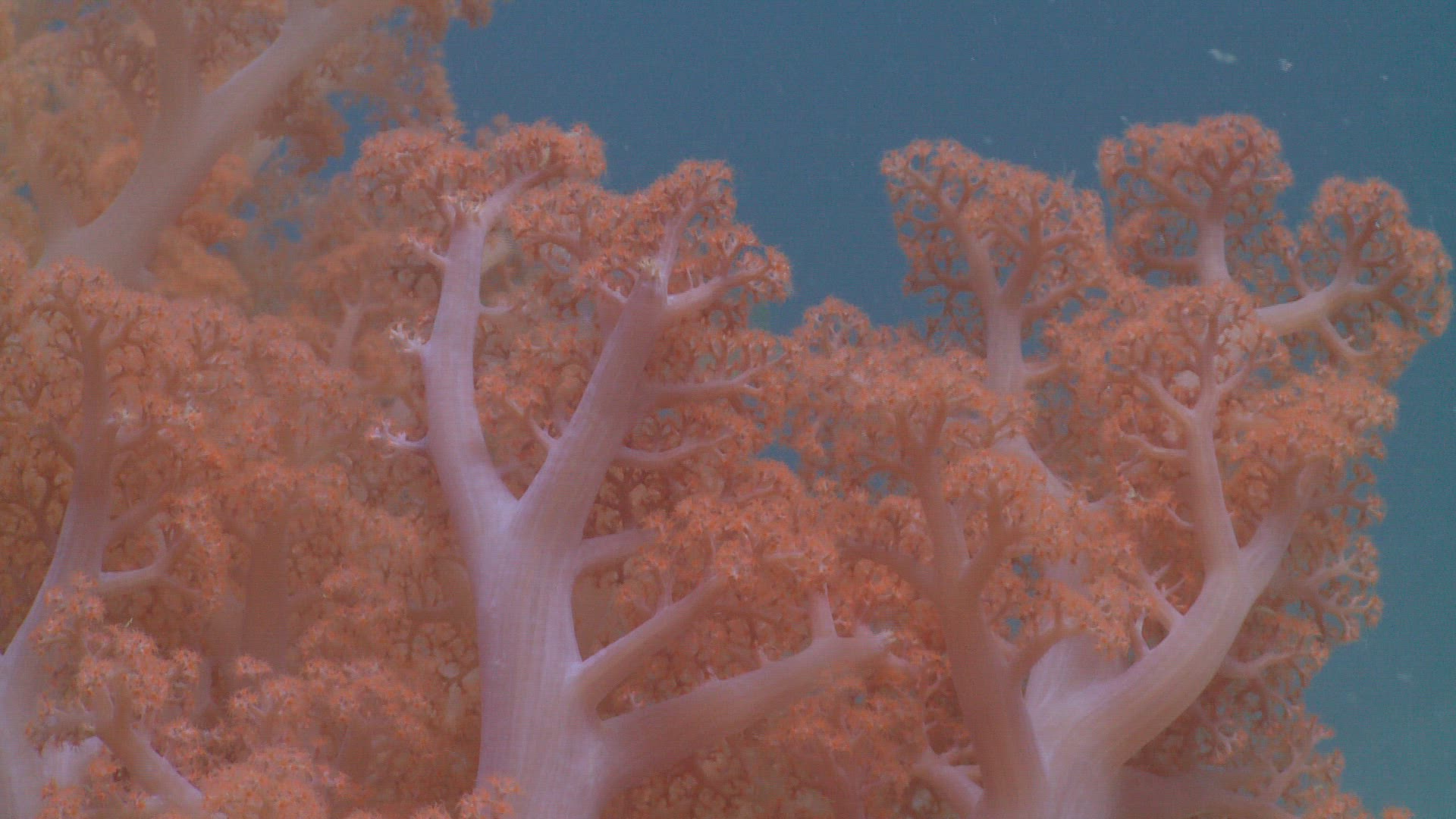 781363622 / Coral / Sea Anemone / Sea Life / Philippines