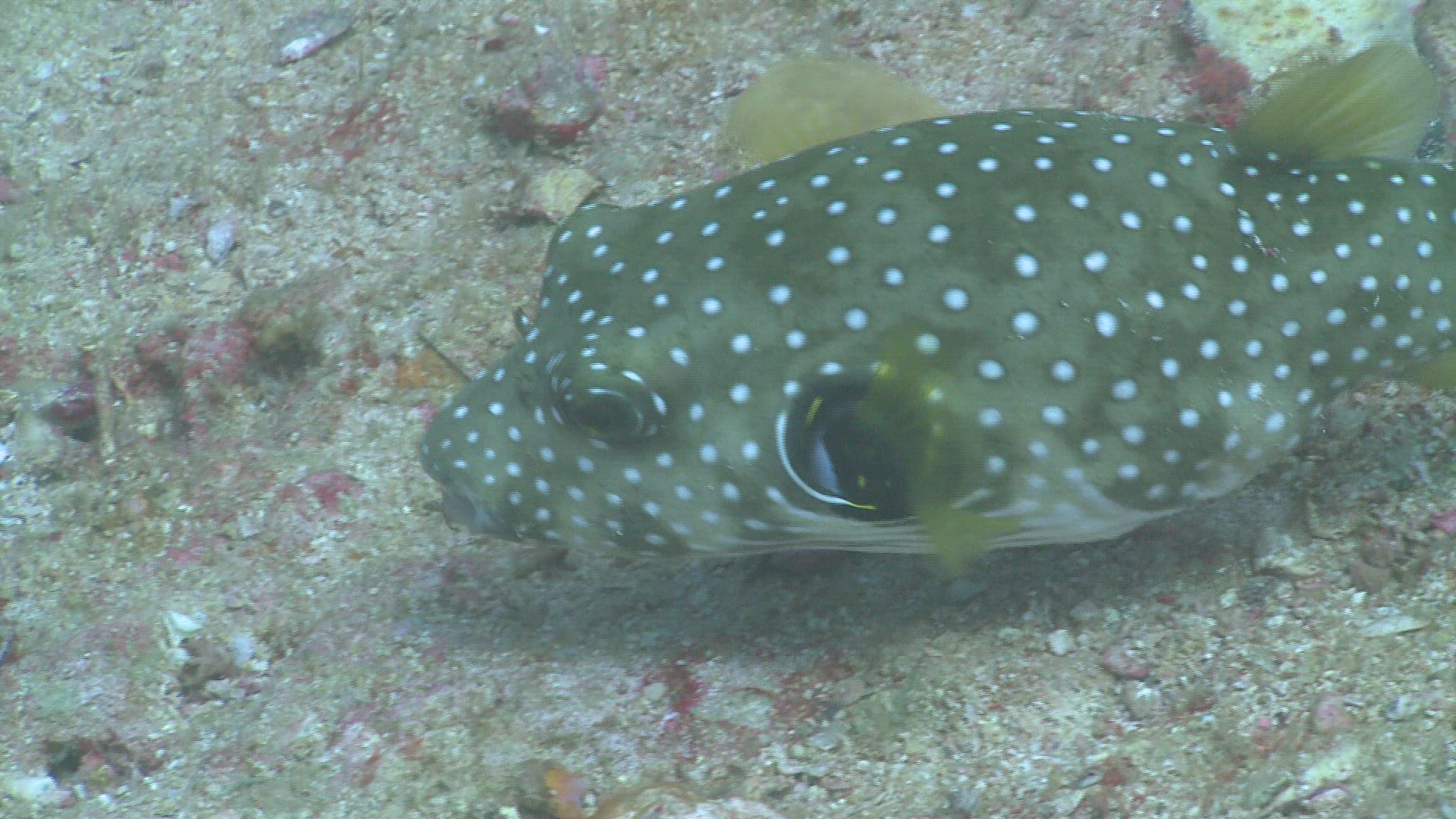 911928975 / Bone Fish / Sea Life / Philippines