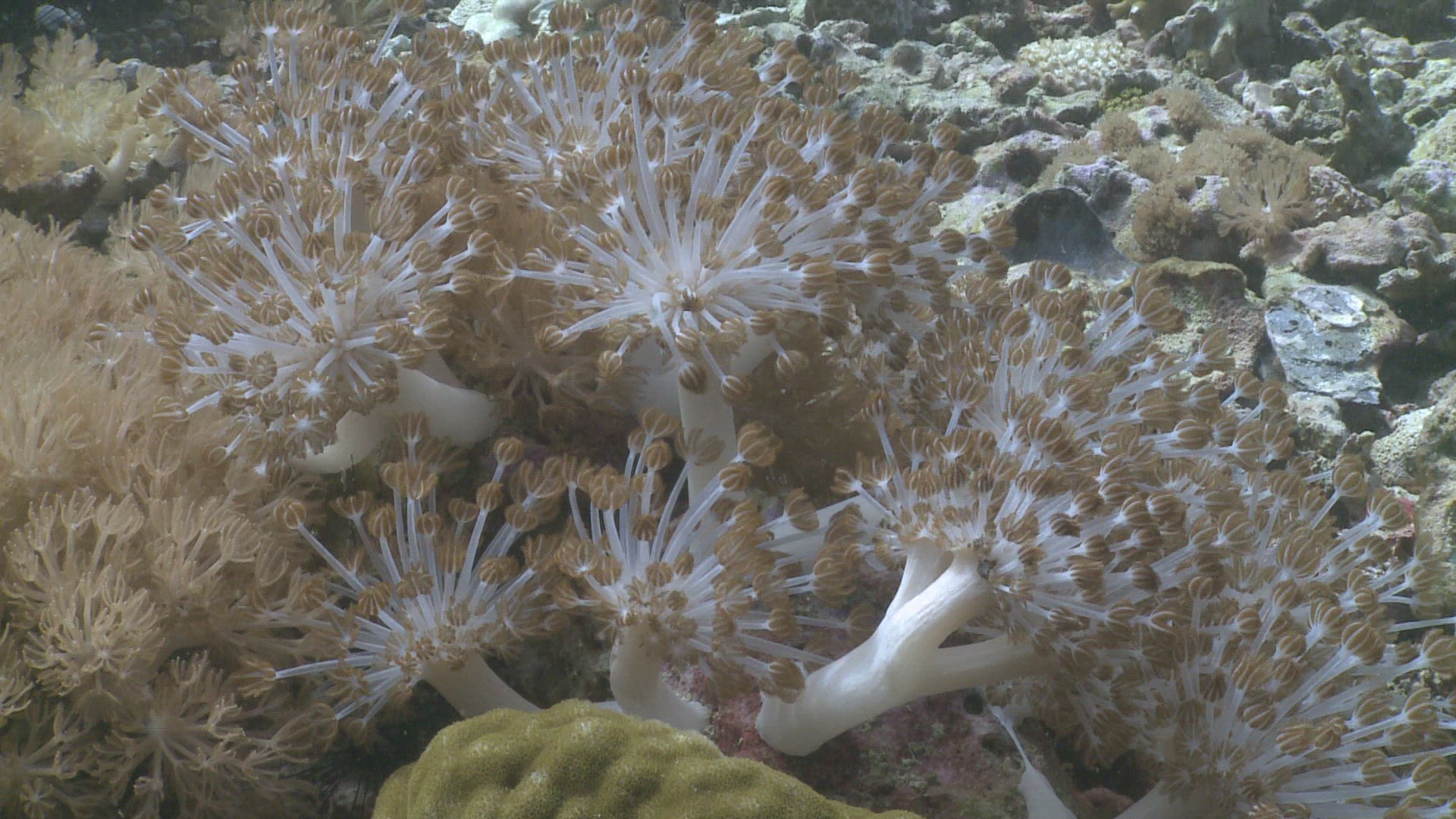 128047906 / Coral / Sea Anemone / Sea Life / Philippines
