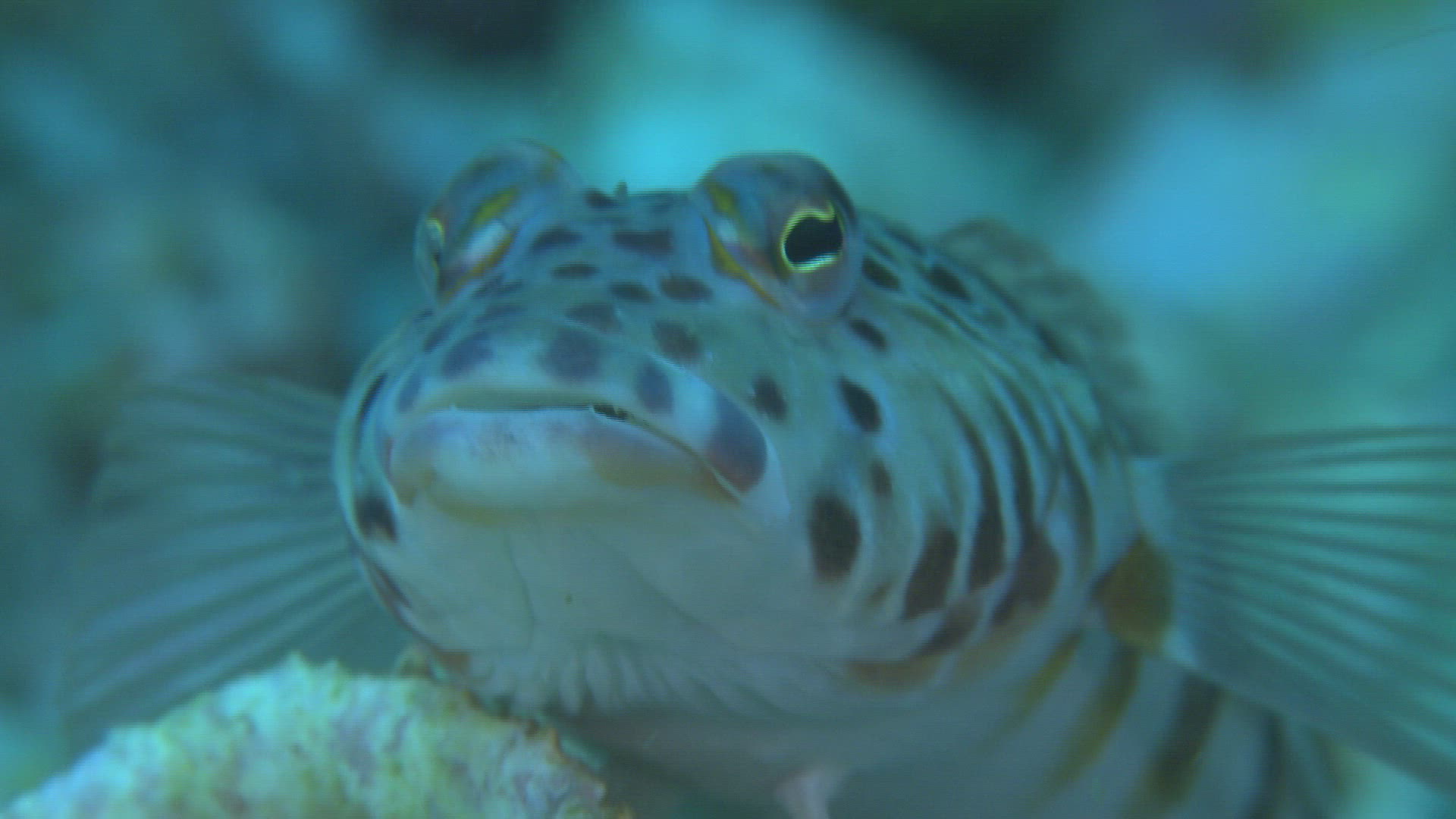 763882510 / Bone Fish / Sea Life / Philippines