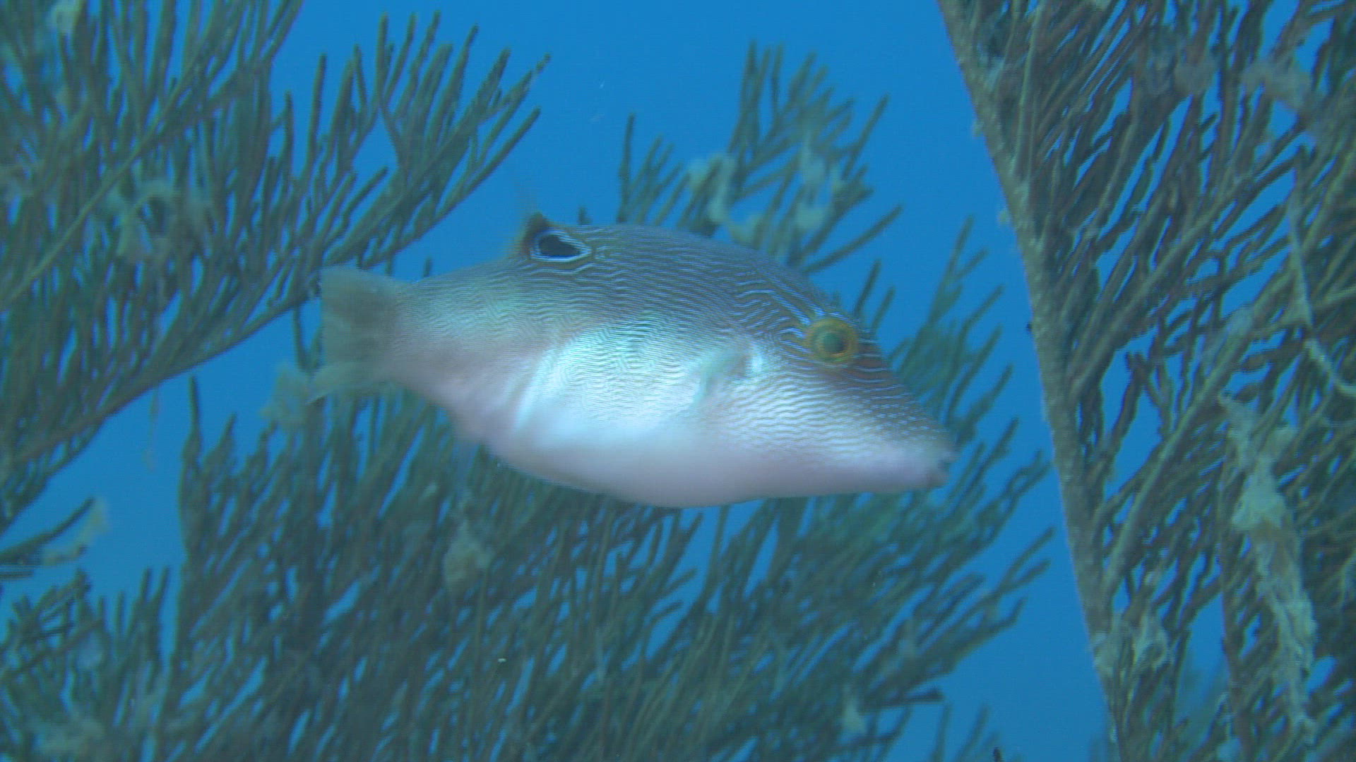 514877771 / Bone Fish / Sea Life / Philippines