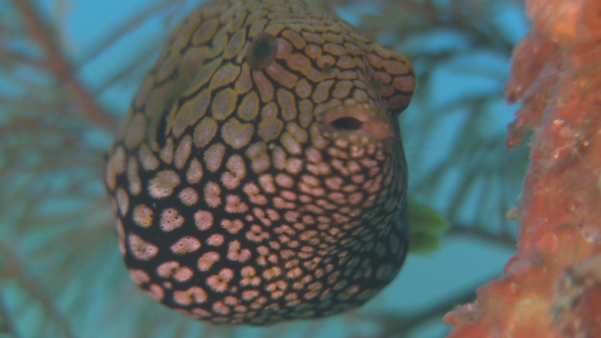 466052221 / Bone Fish / Sea Life / Philippines