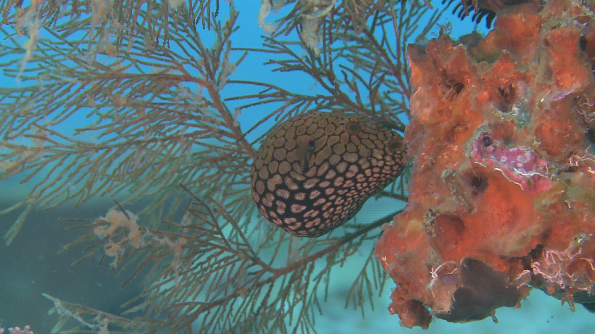 874754788 / Bone Fish / Sea Life / Philippines