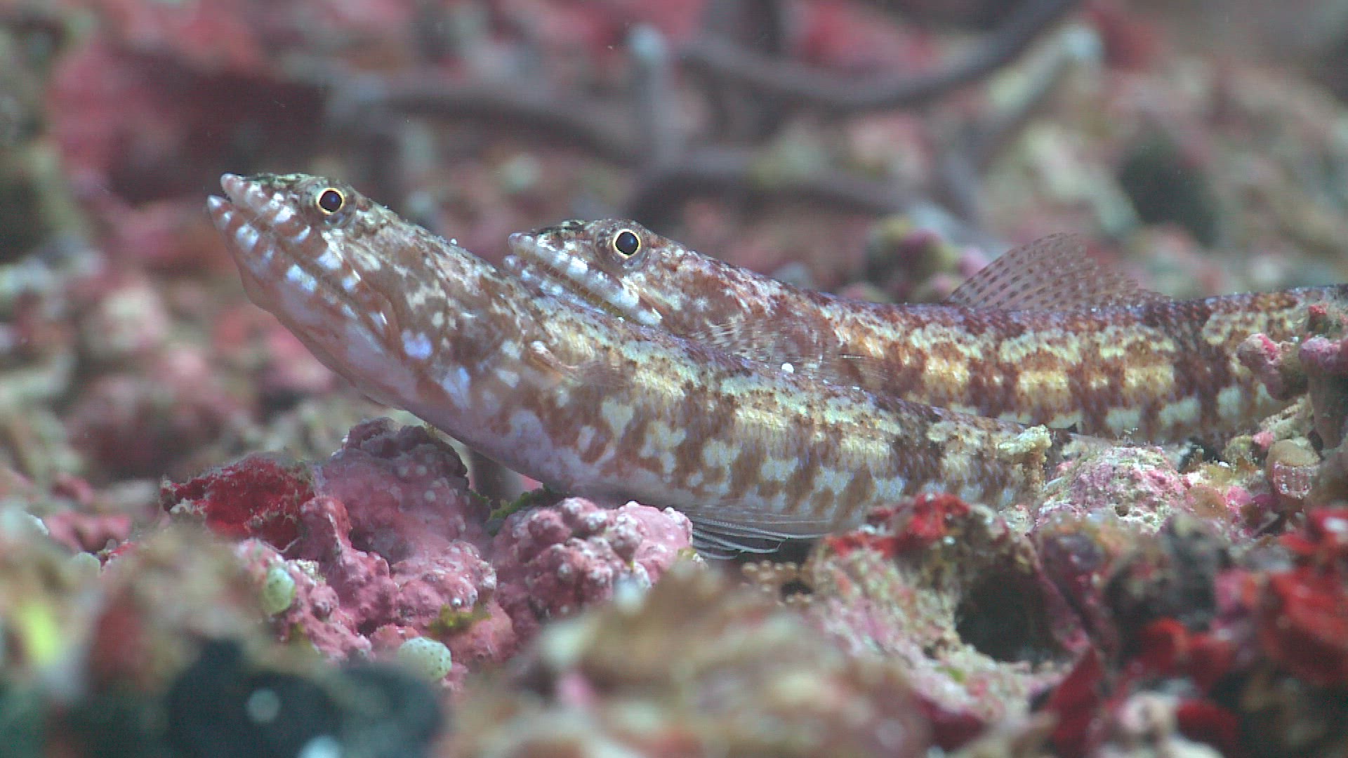 722806509 / Bone Fish / Sea Life / Philippines